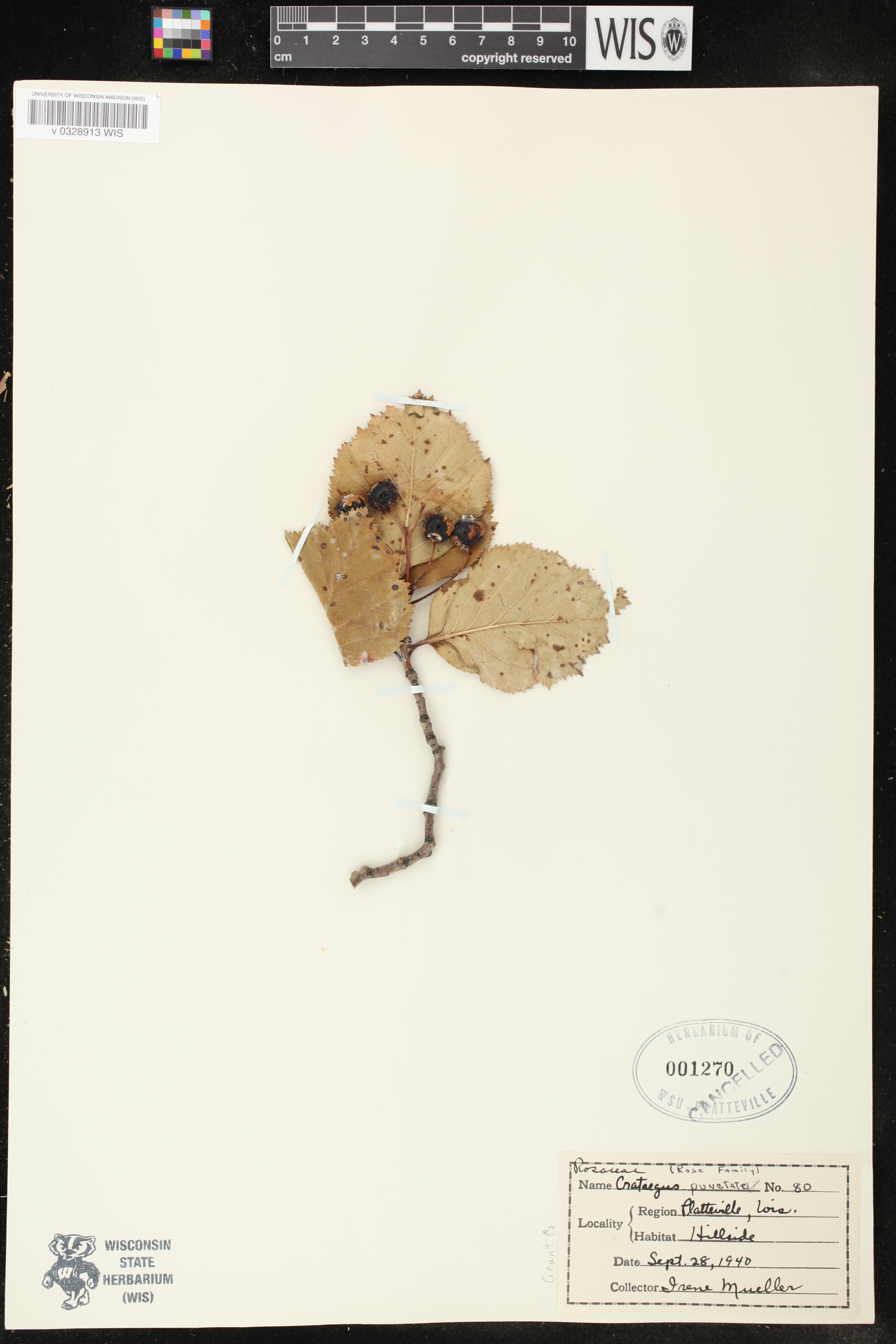 Crataegus punctata image