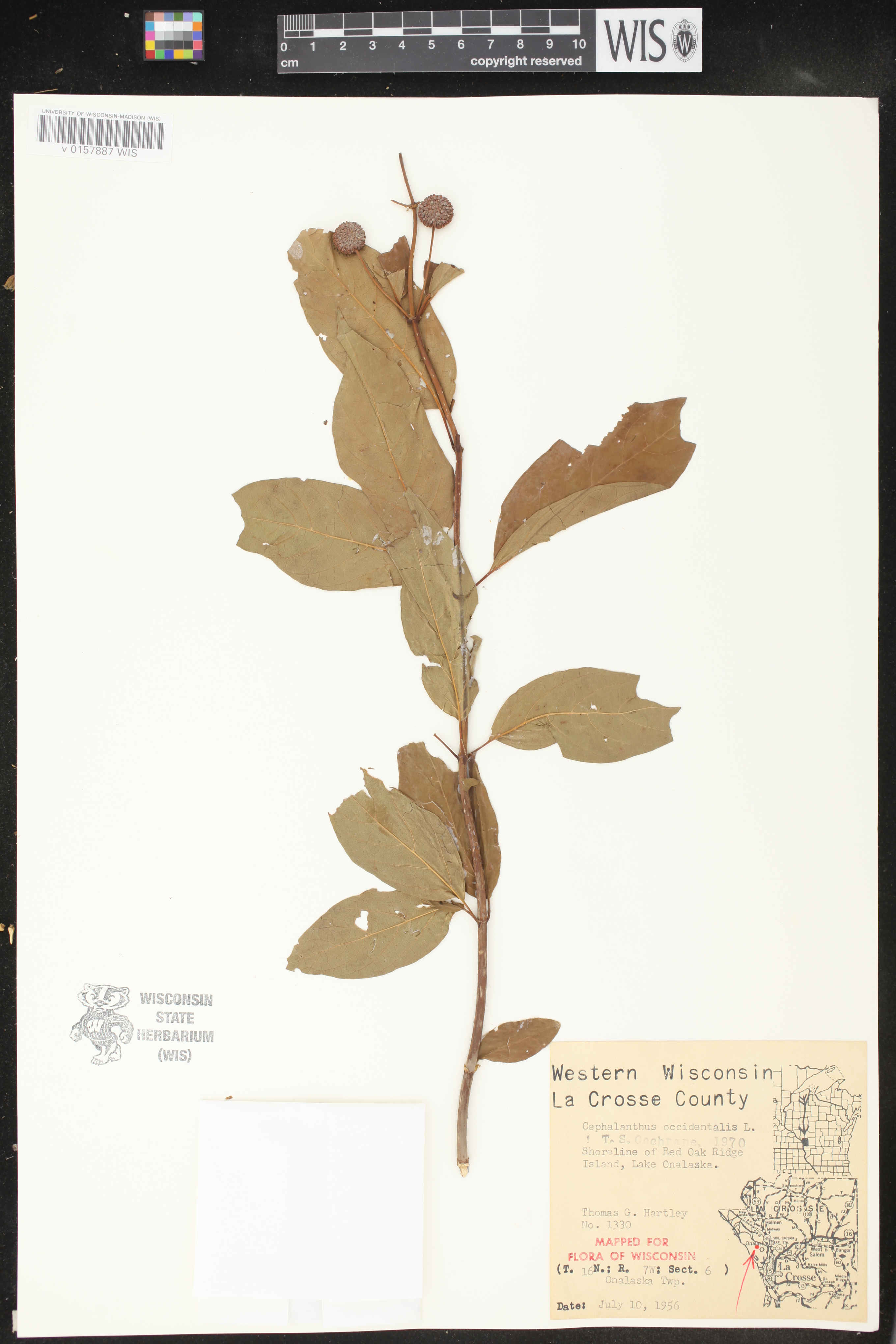 Cephalanthus occidentalis image