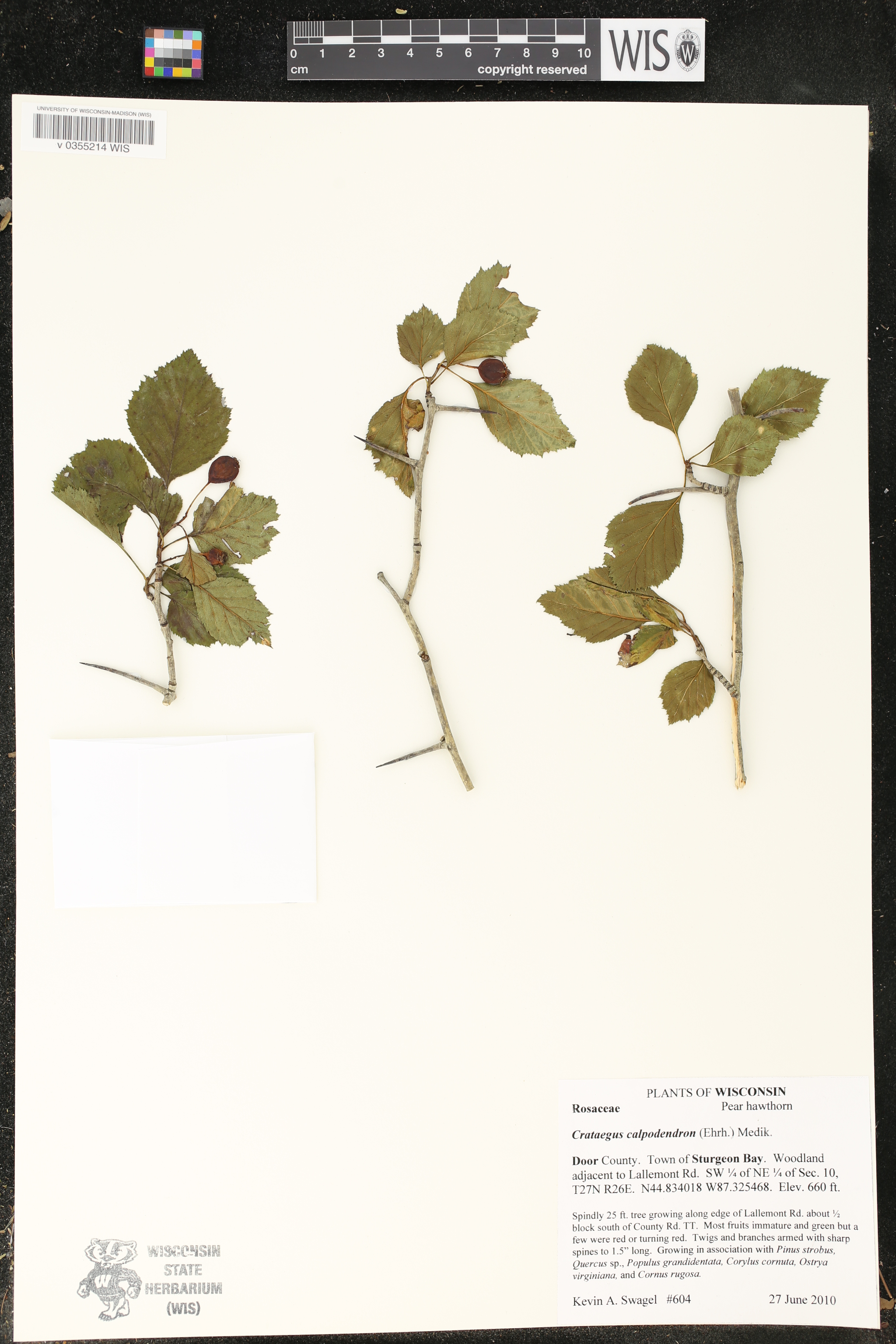 Crataegus calpodendron image