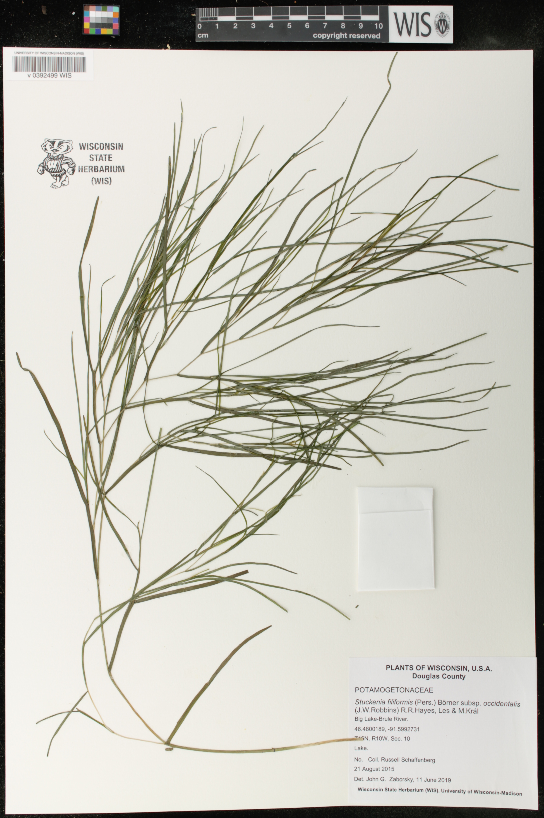 Stuckenia filiformis image