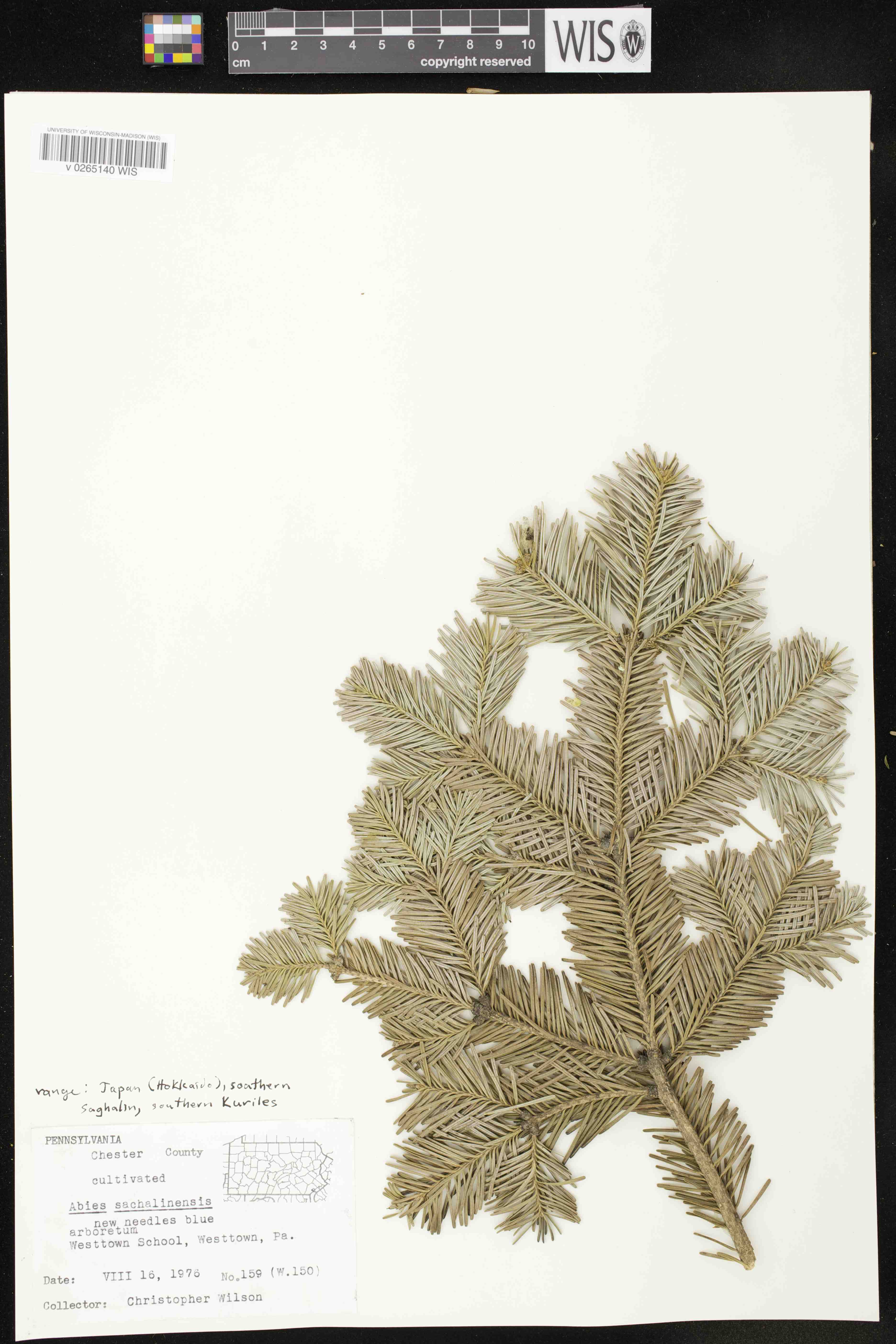 Abies sachalinensis image