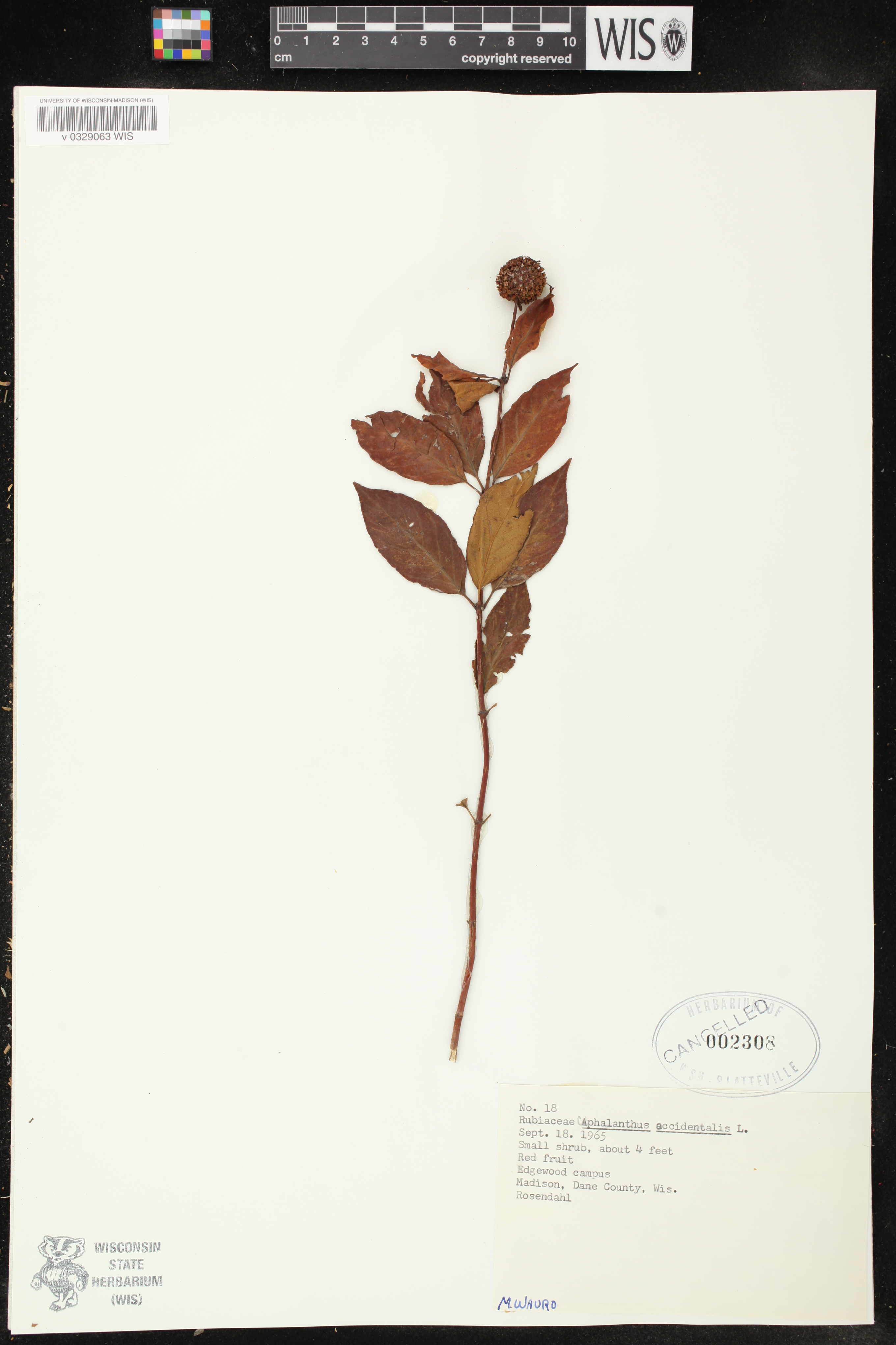 Cephalanthus occidentalis image