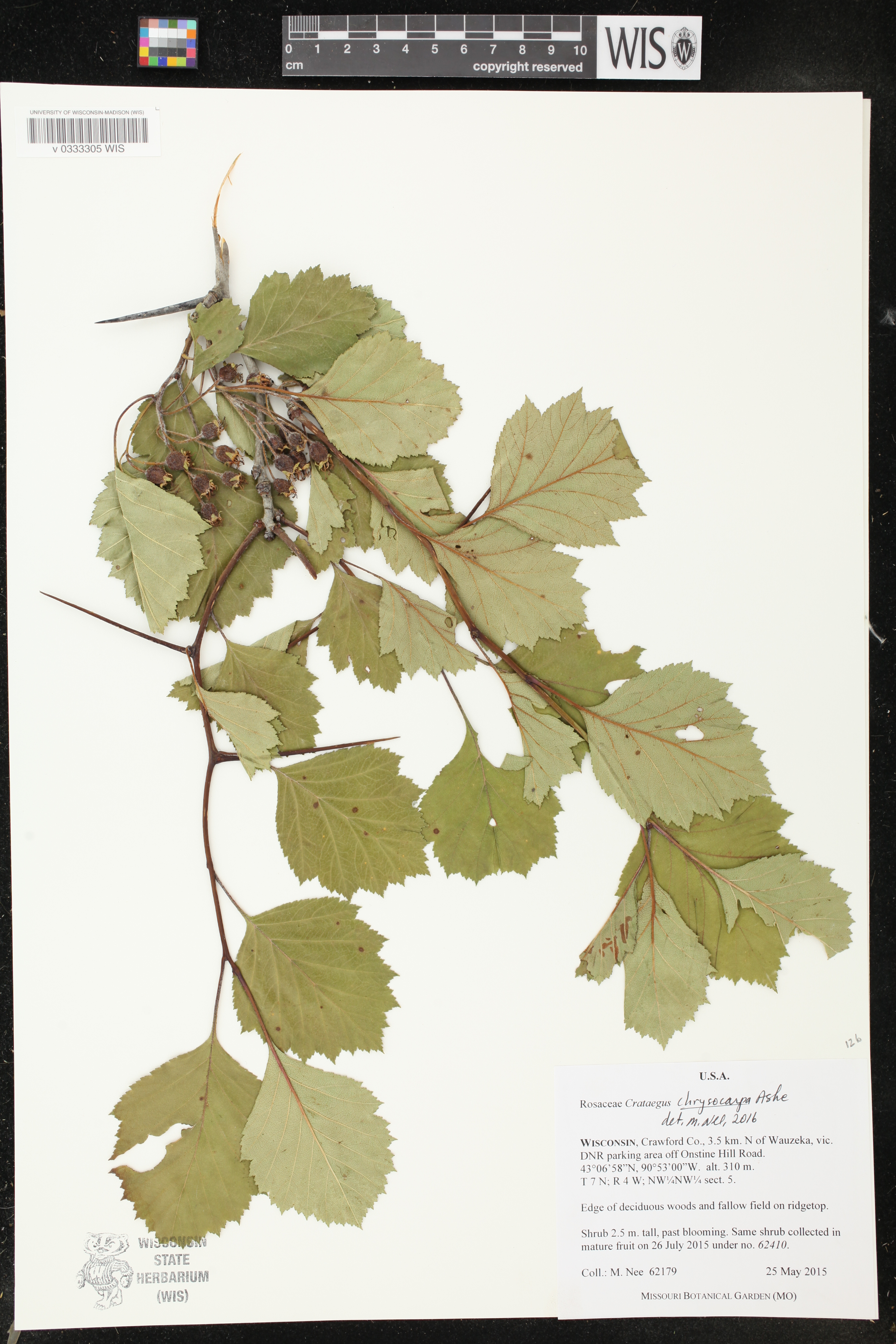 Crataegus chrysocarpa image