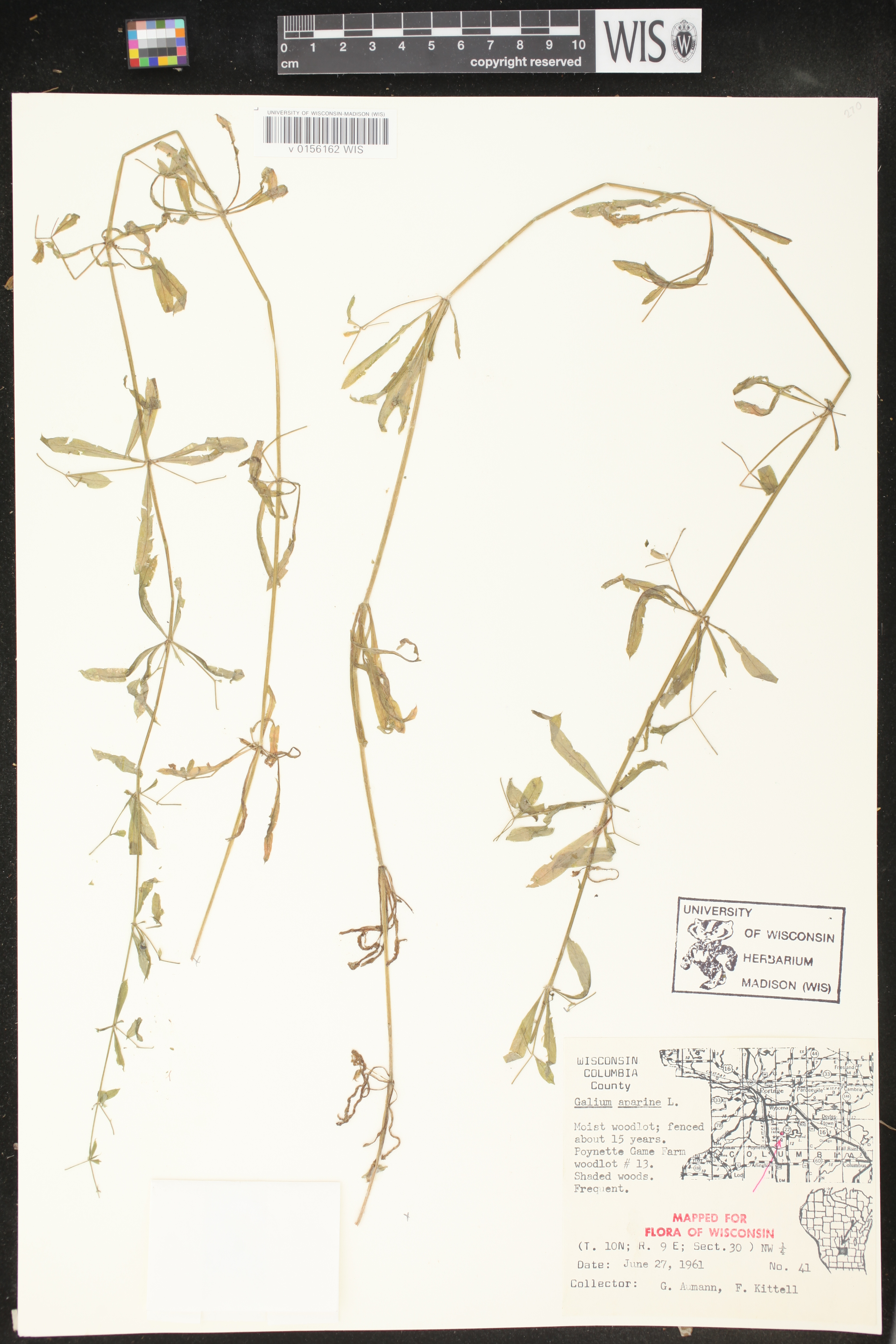 Galium aparine image
