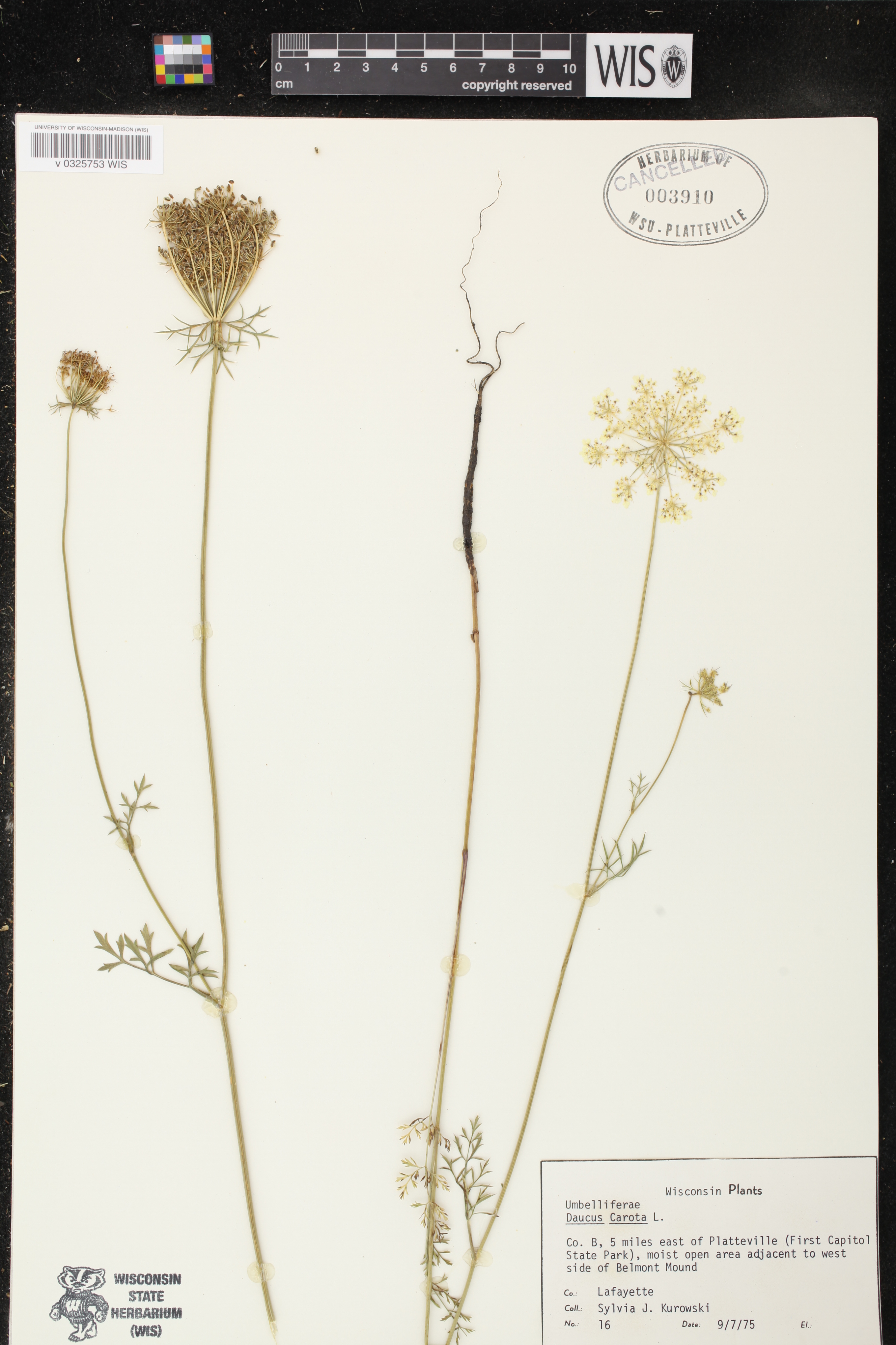 Daucus carota image