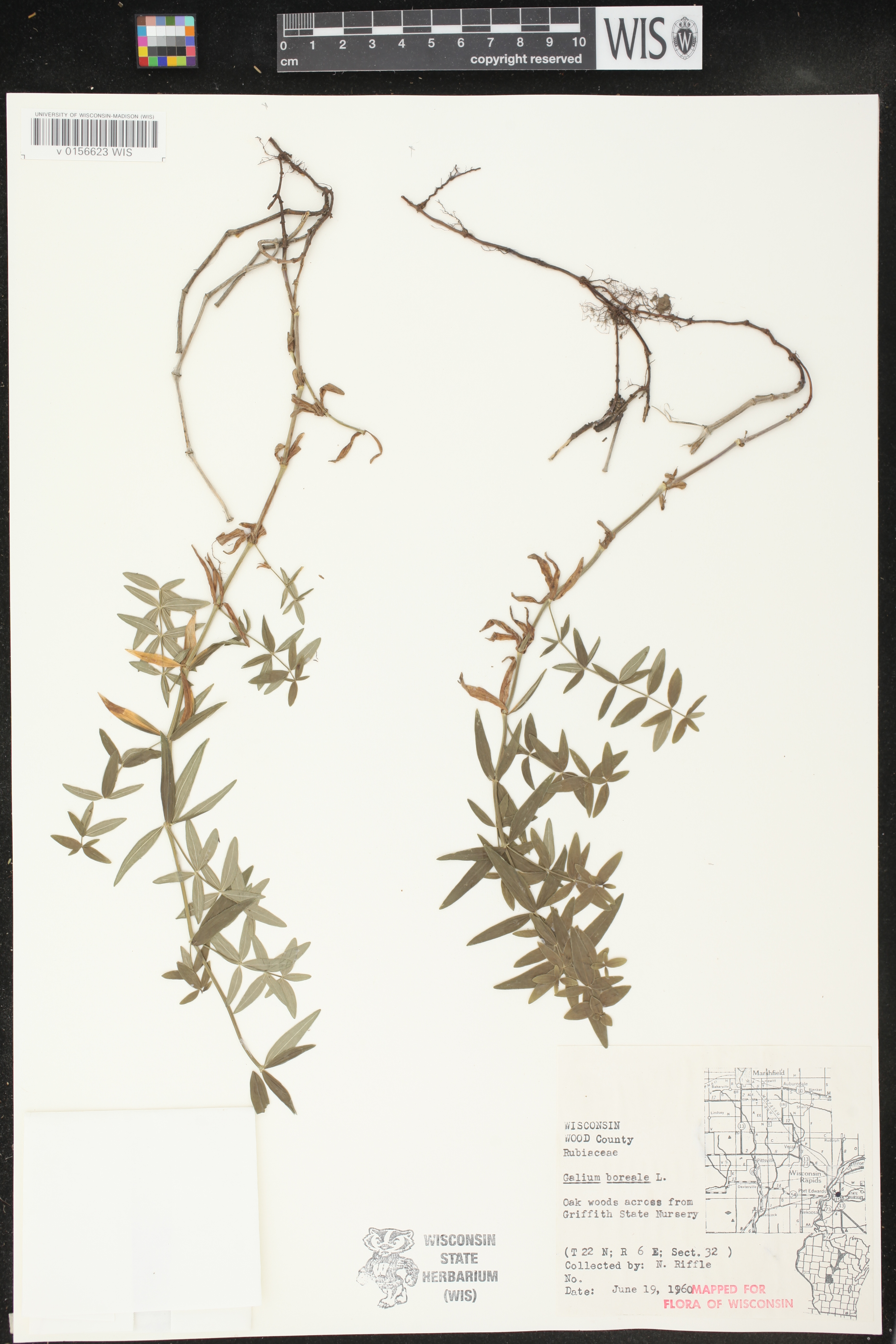 Galium boreale image