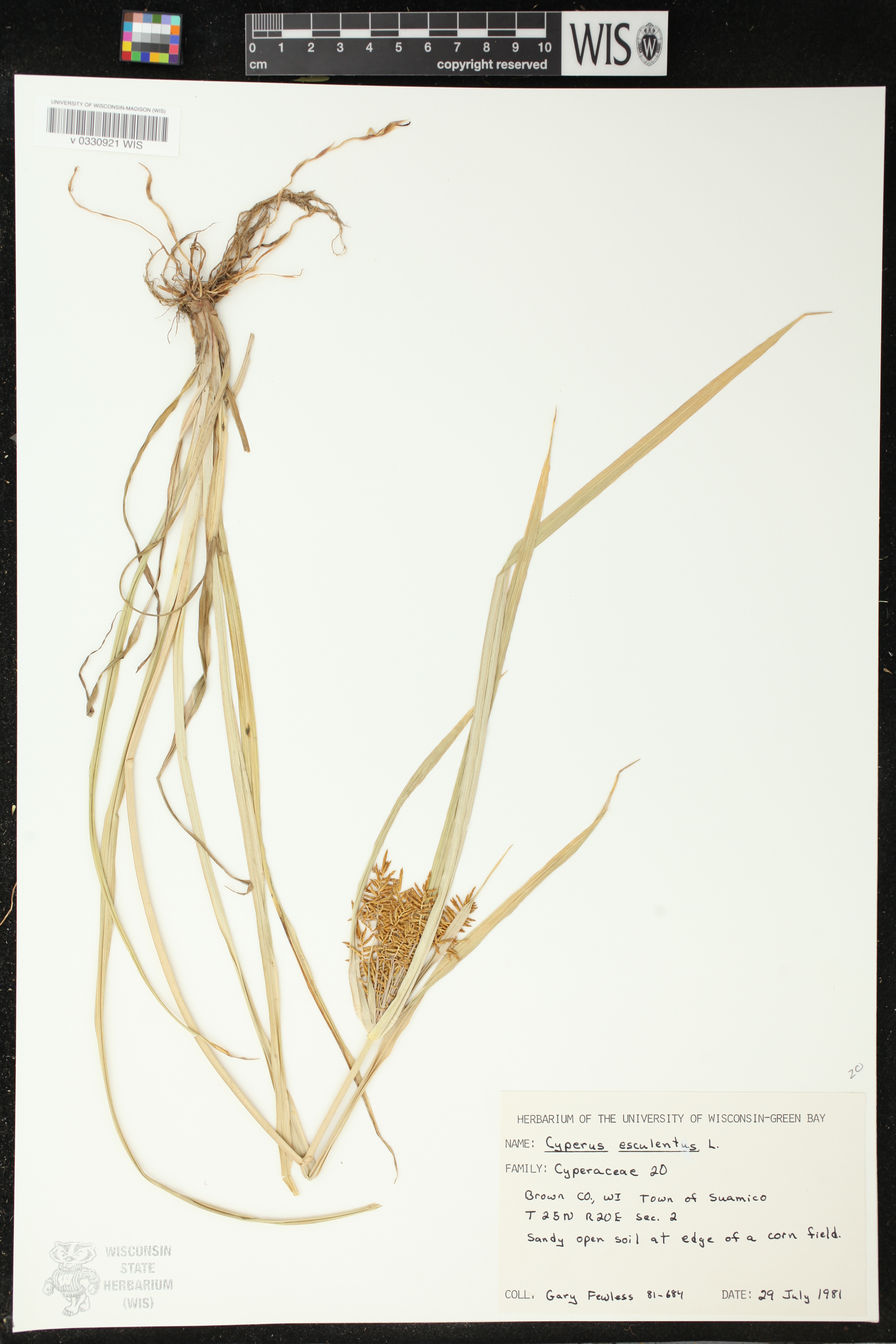 Cyperus esculentus image
