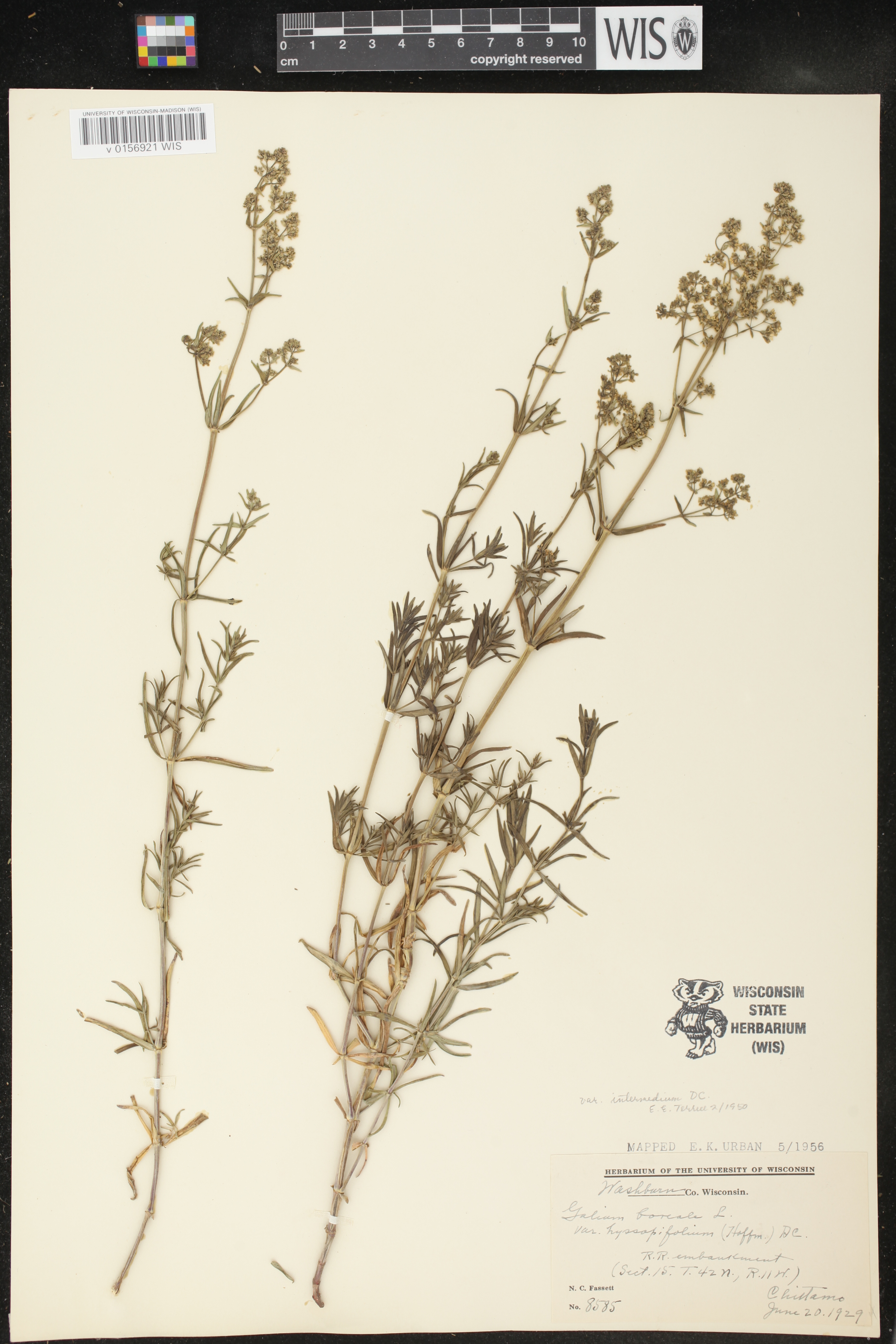 Galium boreale image