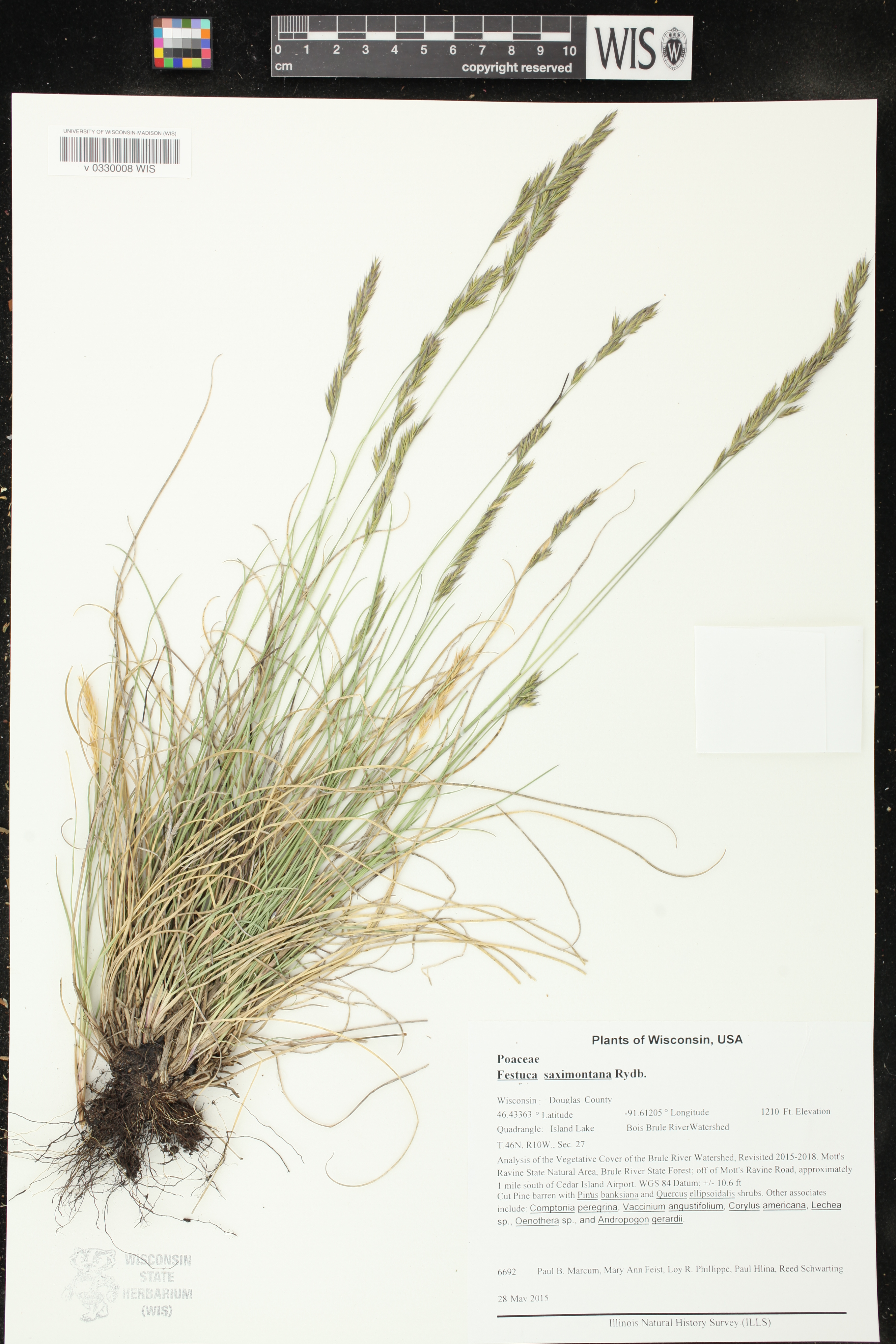 Festuca saximontana image