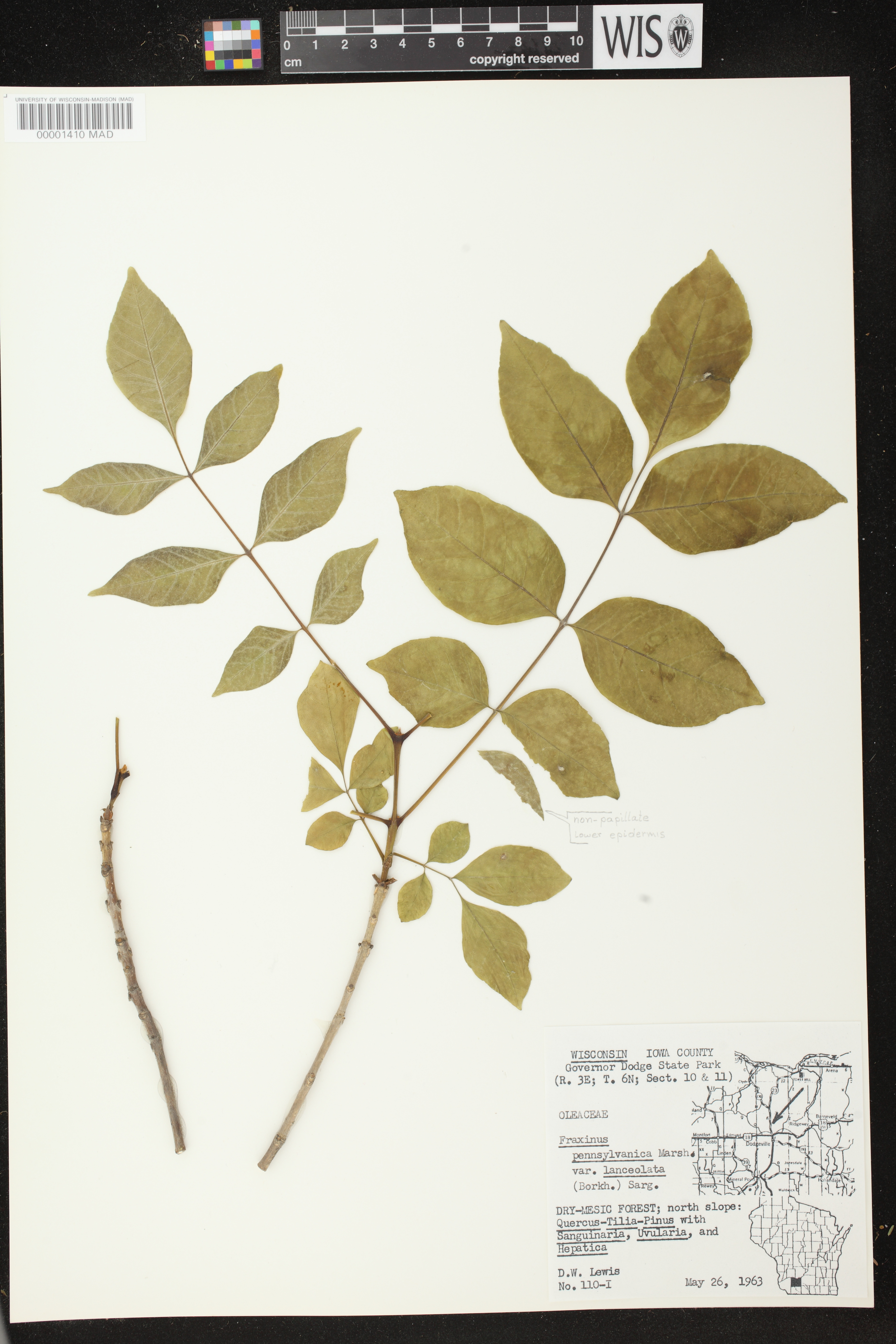 Fraxinus pennsylvanica image