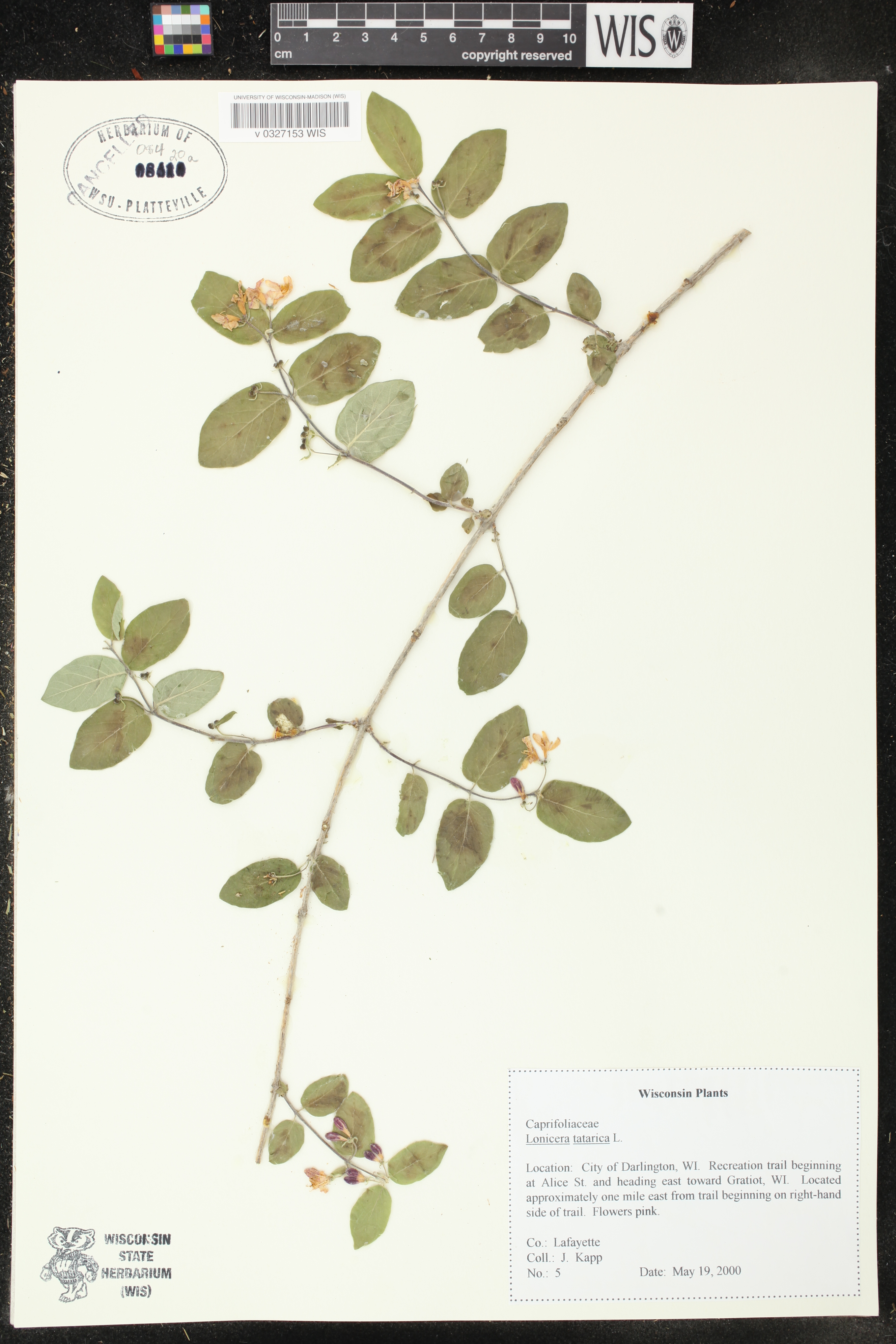 Lonicera tatarica image