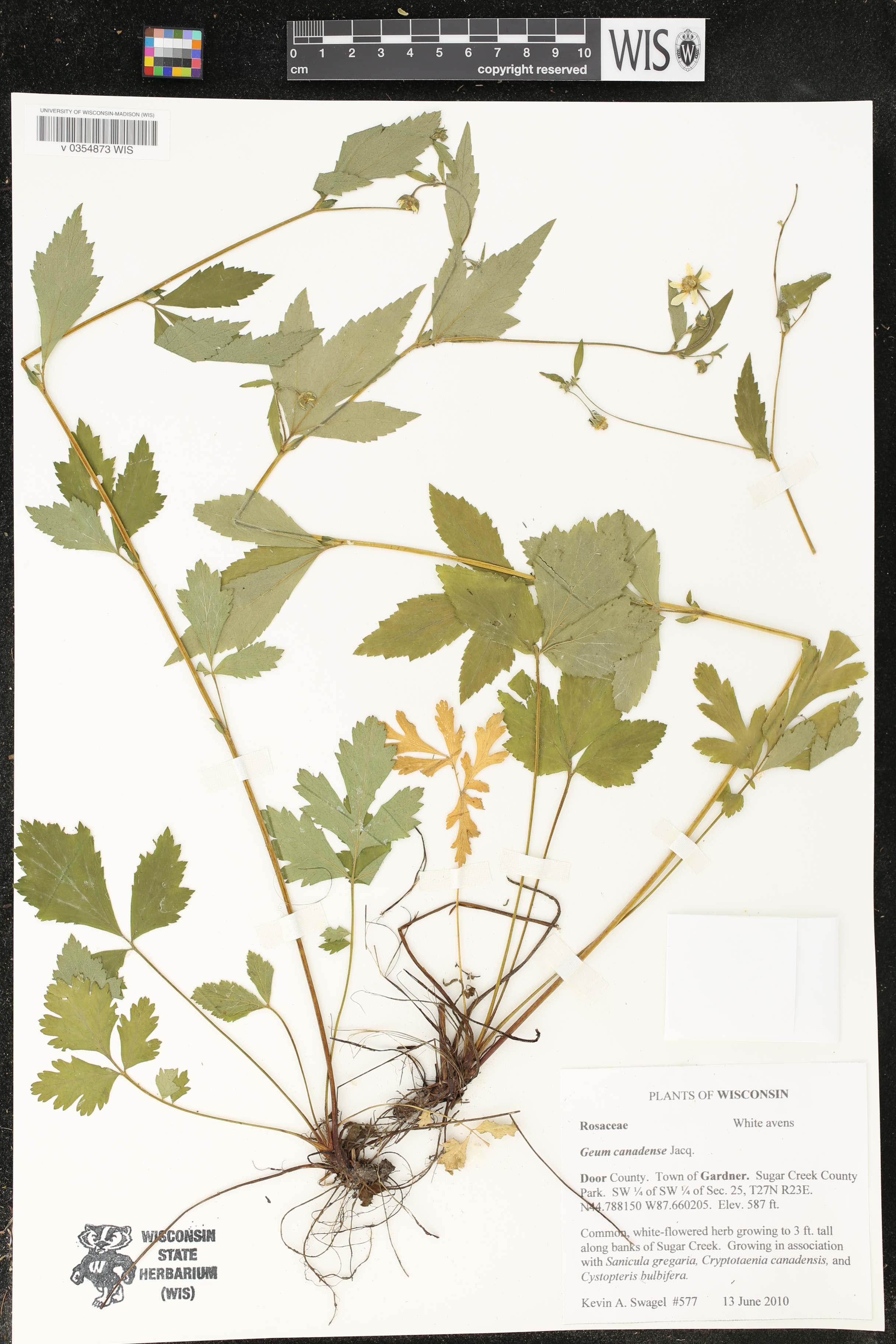 Geum canadense image