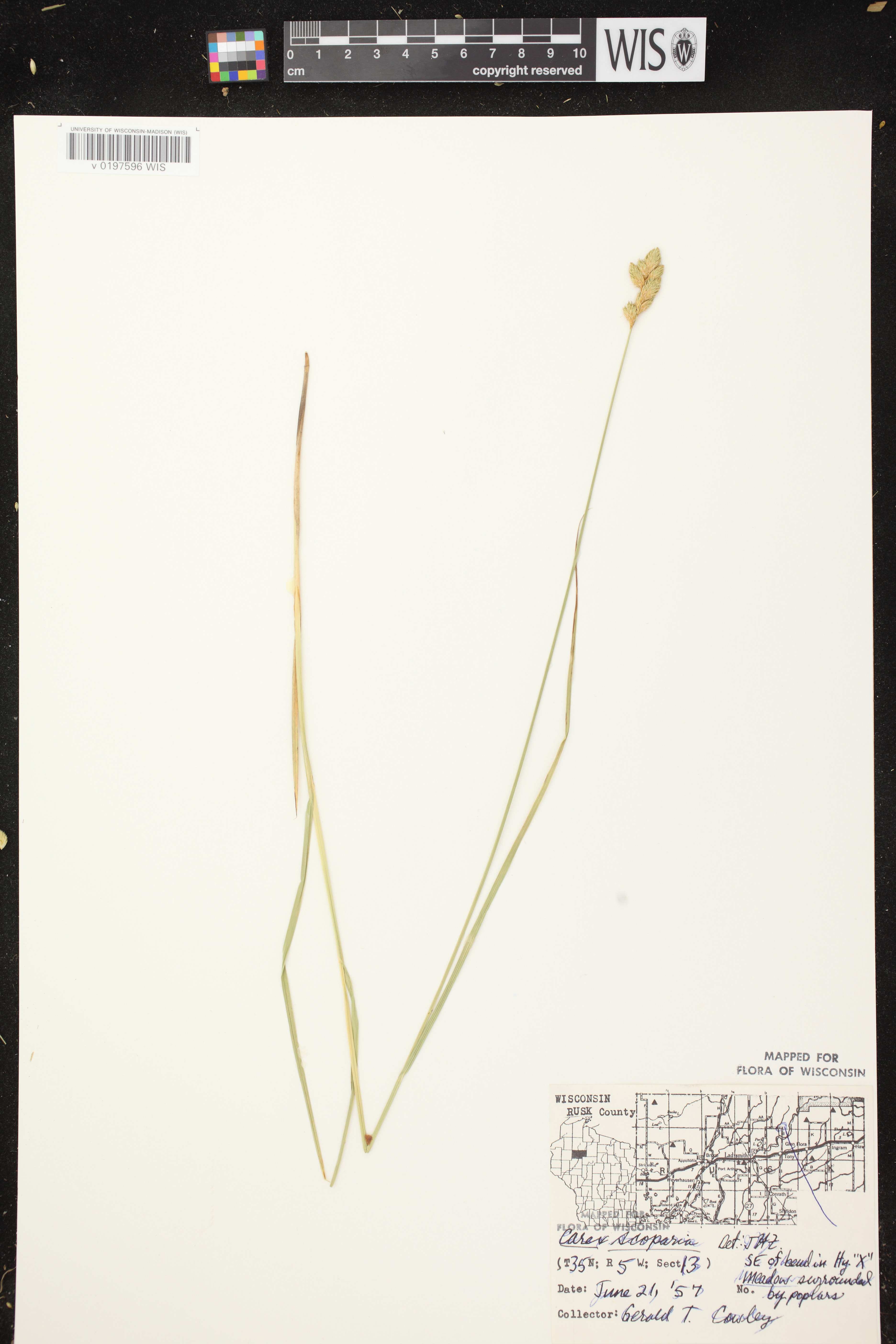 Carex scoparia var. scoparia image