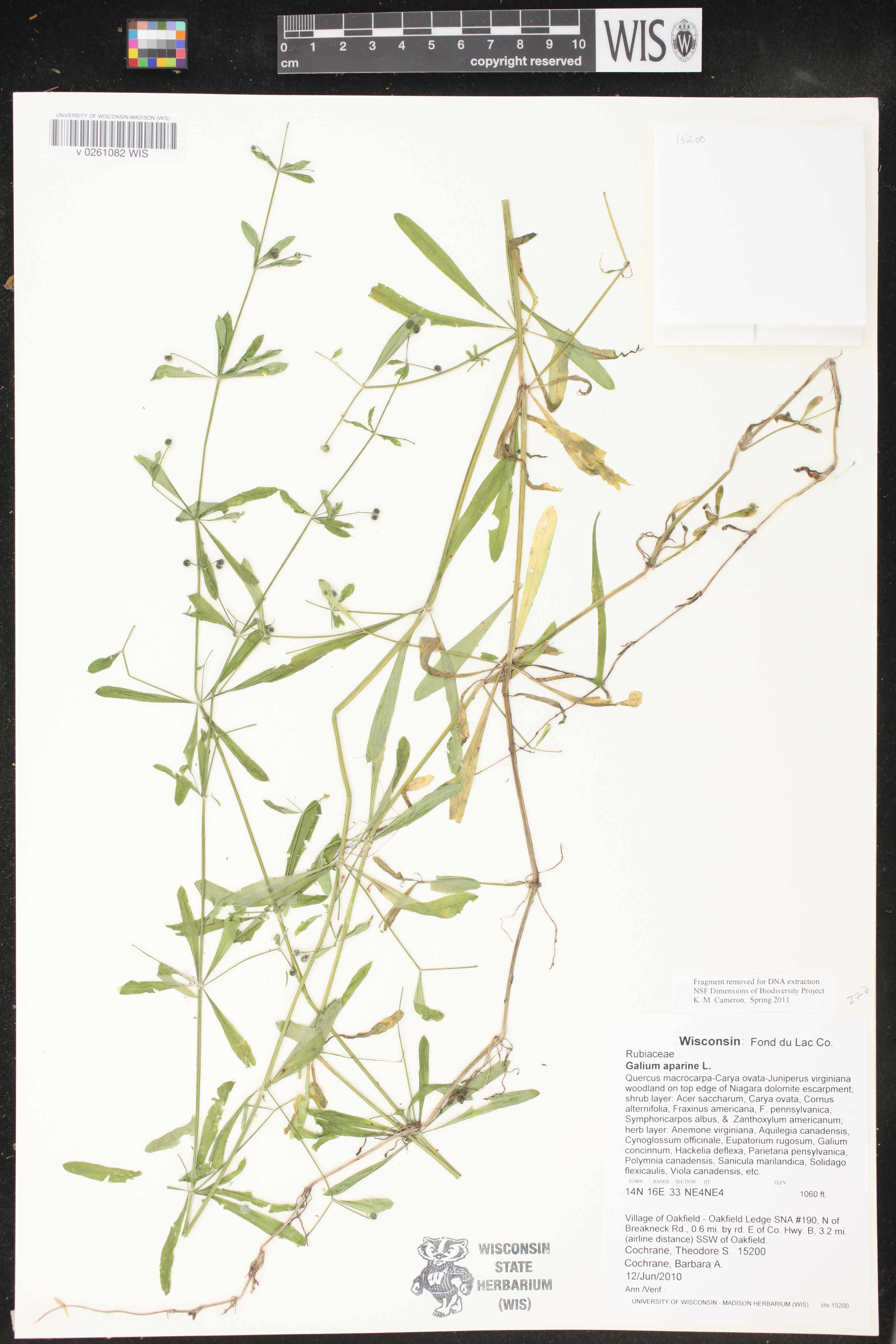 Galium aparine image