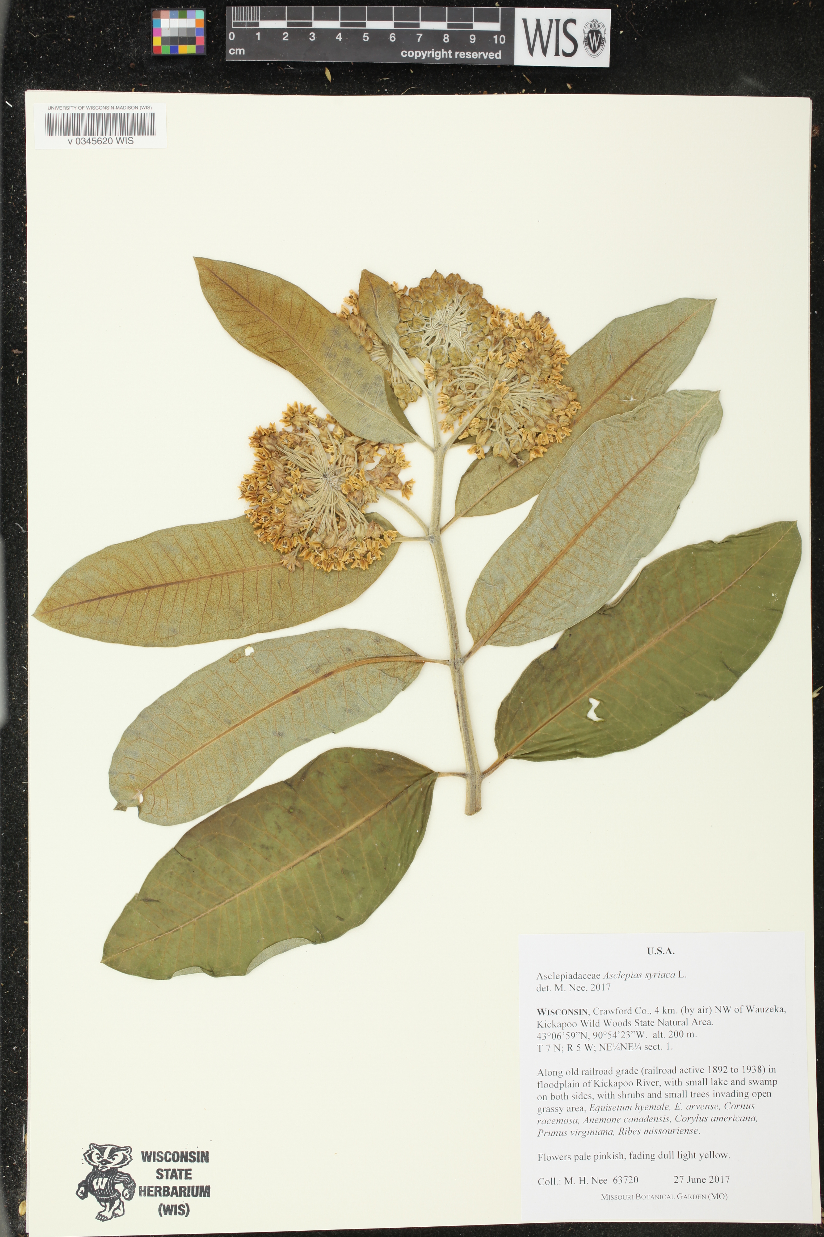 Asclepias syriaca image