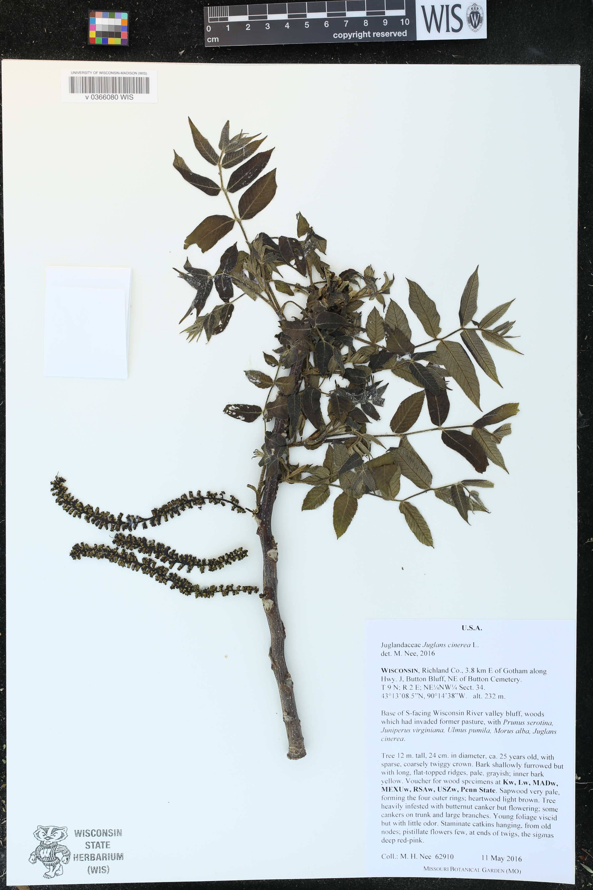 Juglans cinerea image