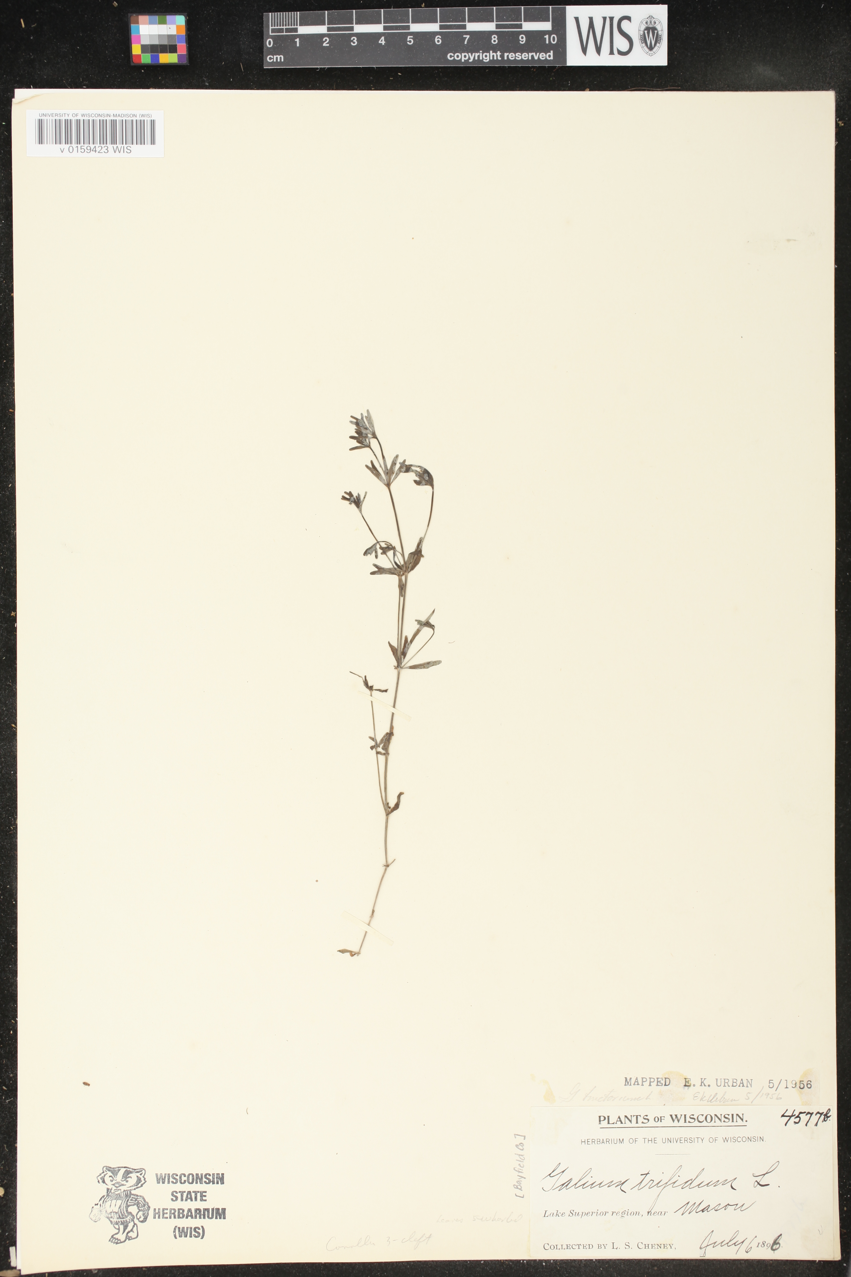 Galium tinctorium image