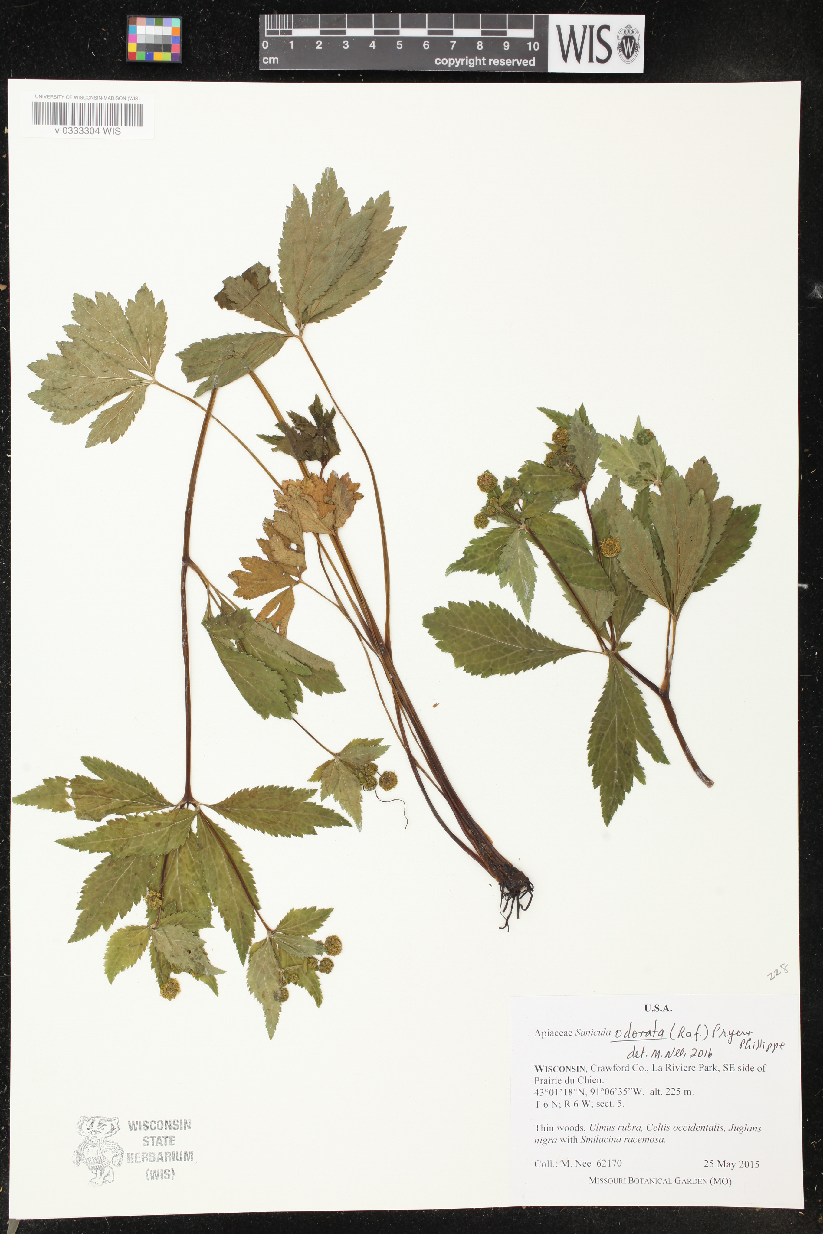 Sanicula odorata image