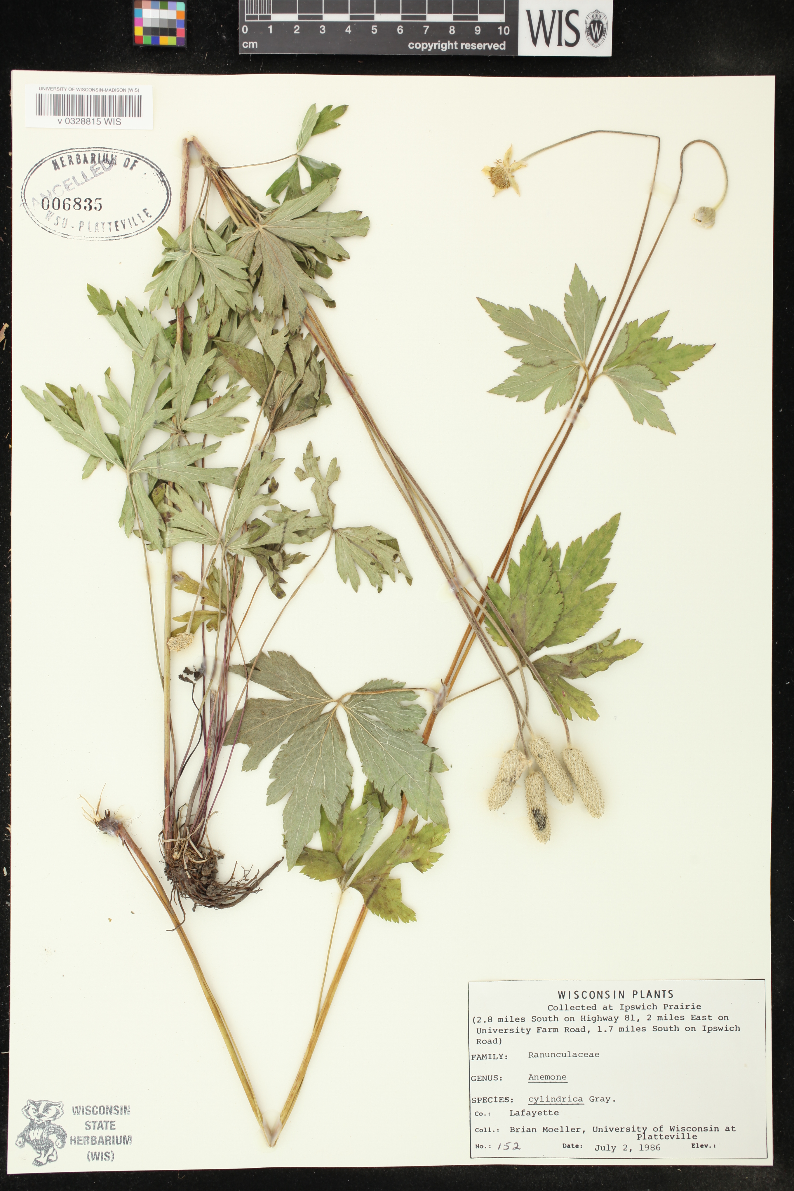Anemone cylindrica image