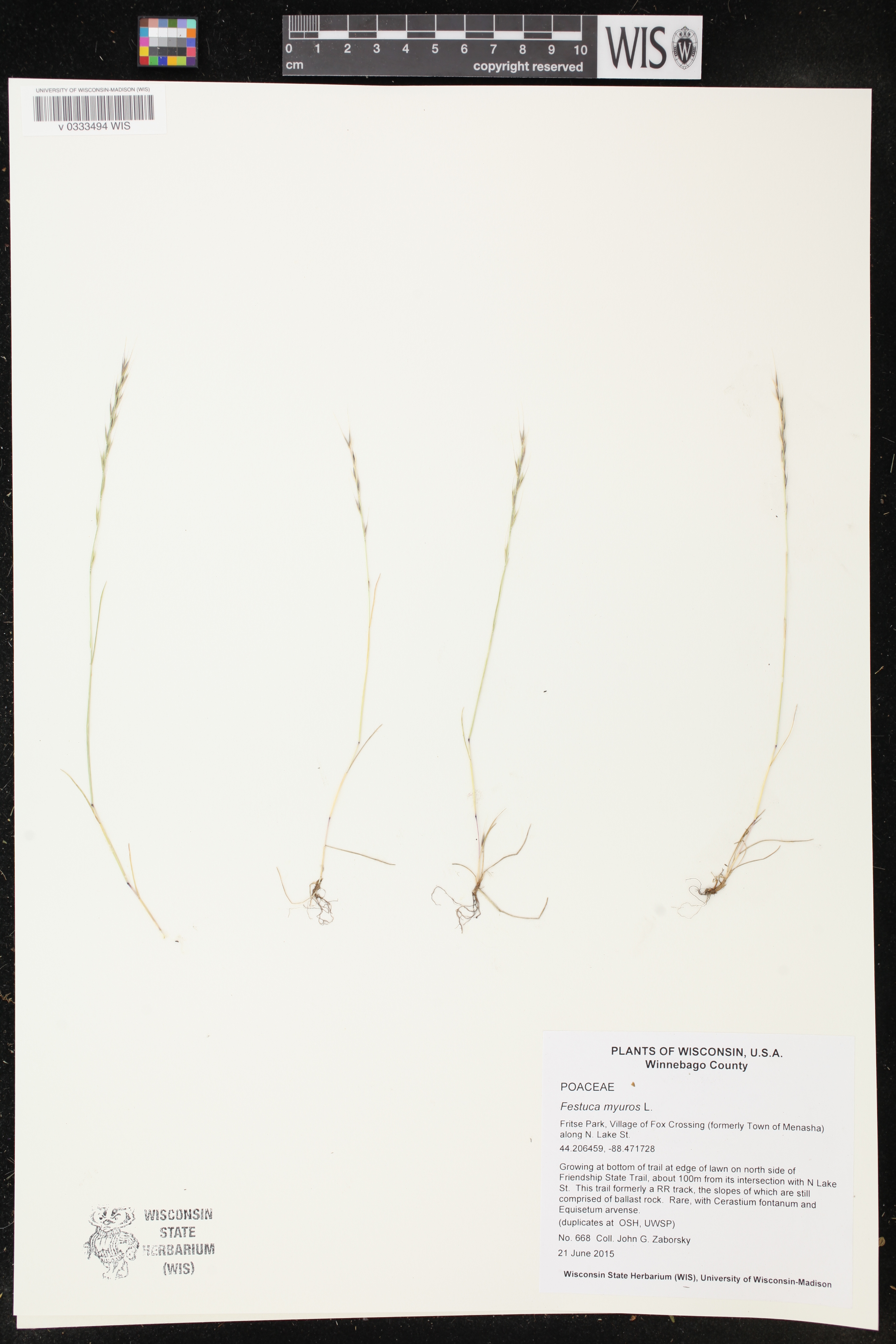 Festuca myuros image