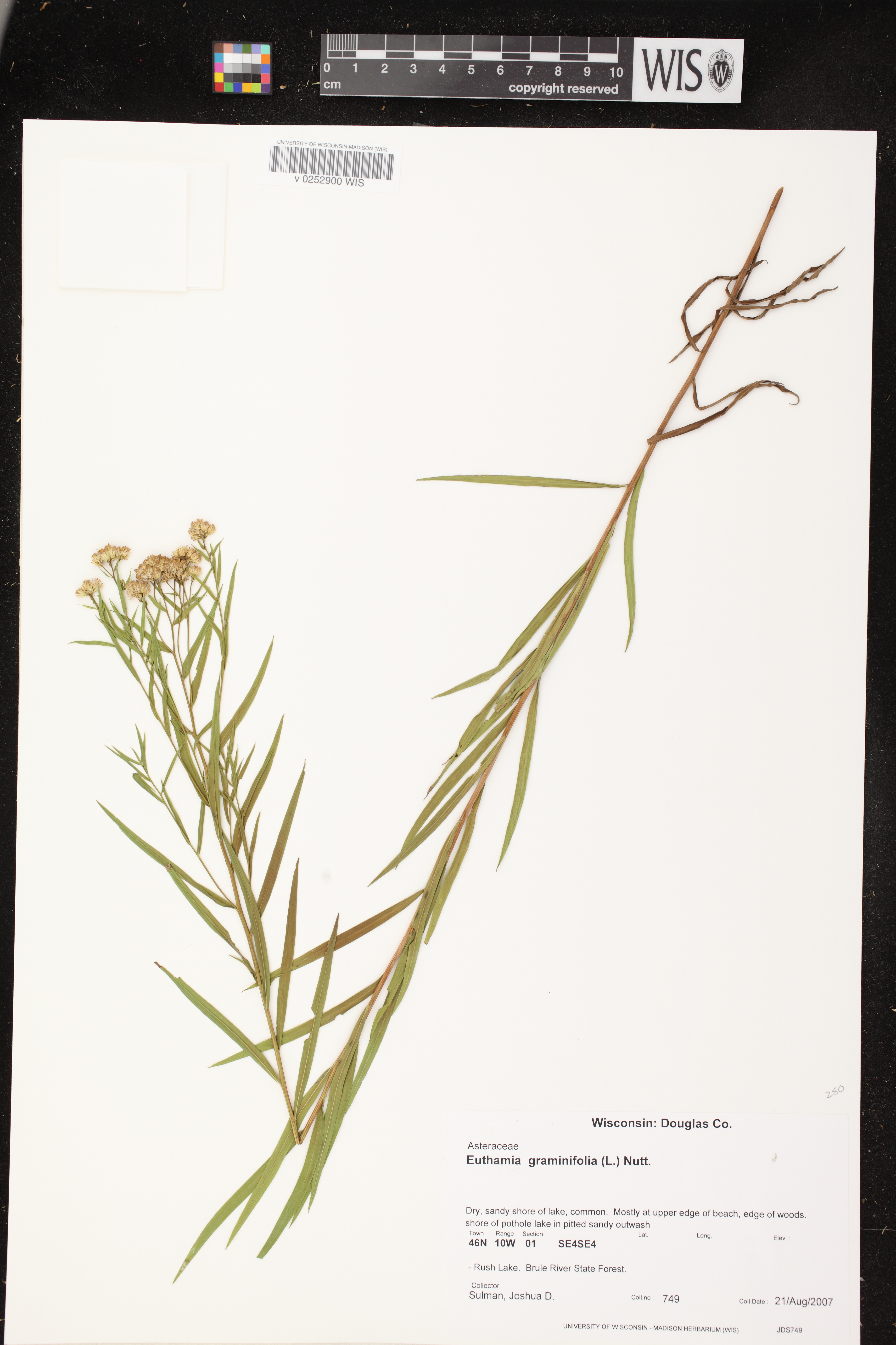 Euthamia graminifolia image