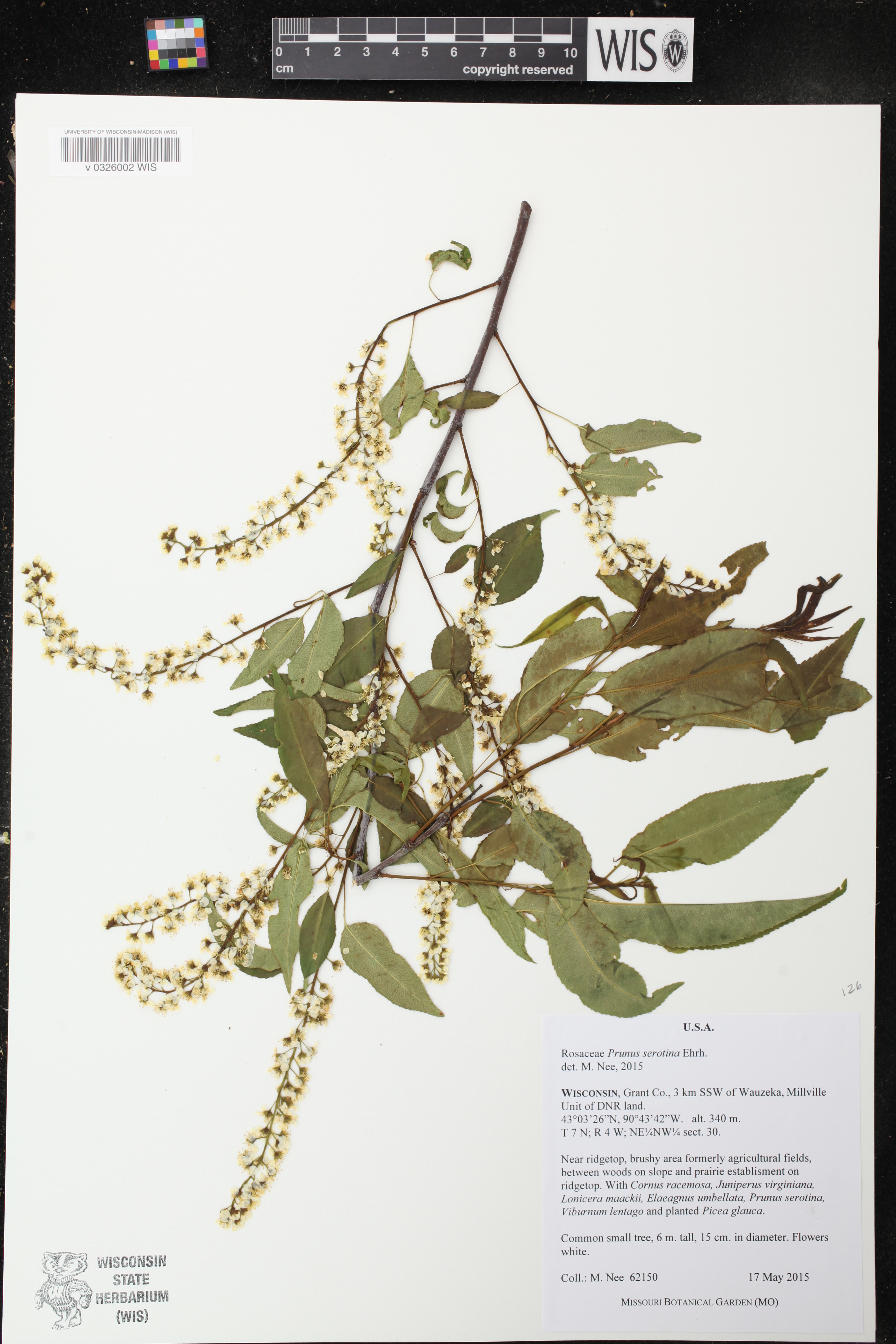 Prunus serotina image