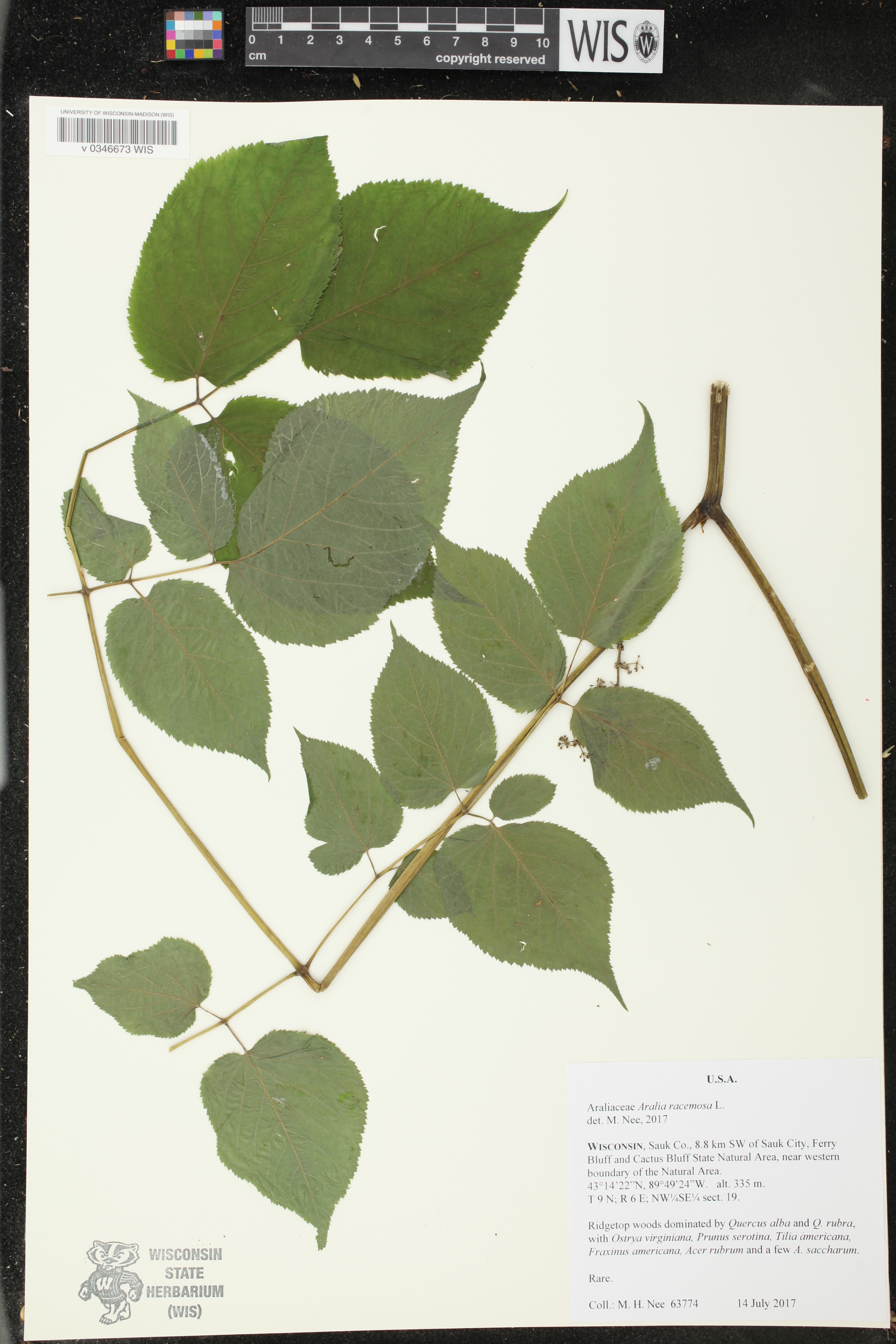 Aralia racemosa image