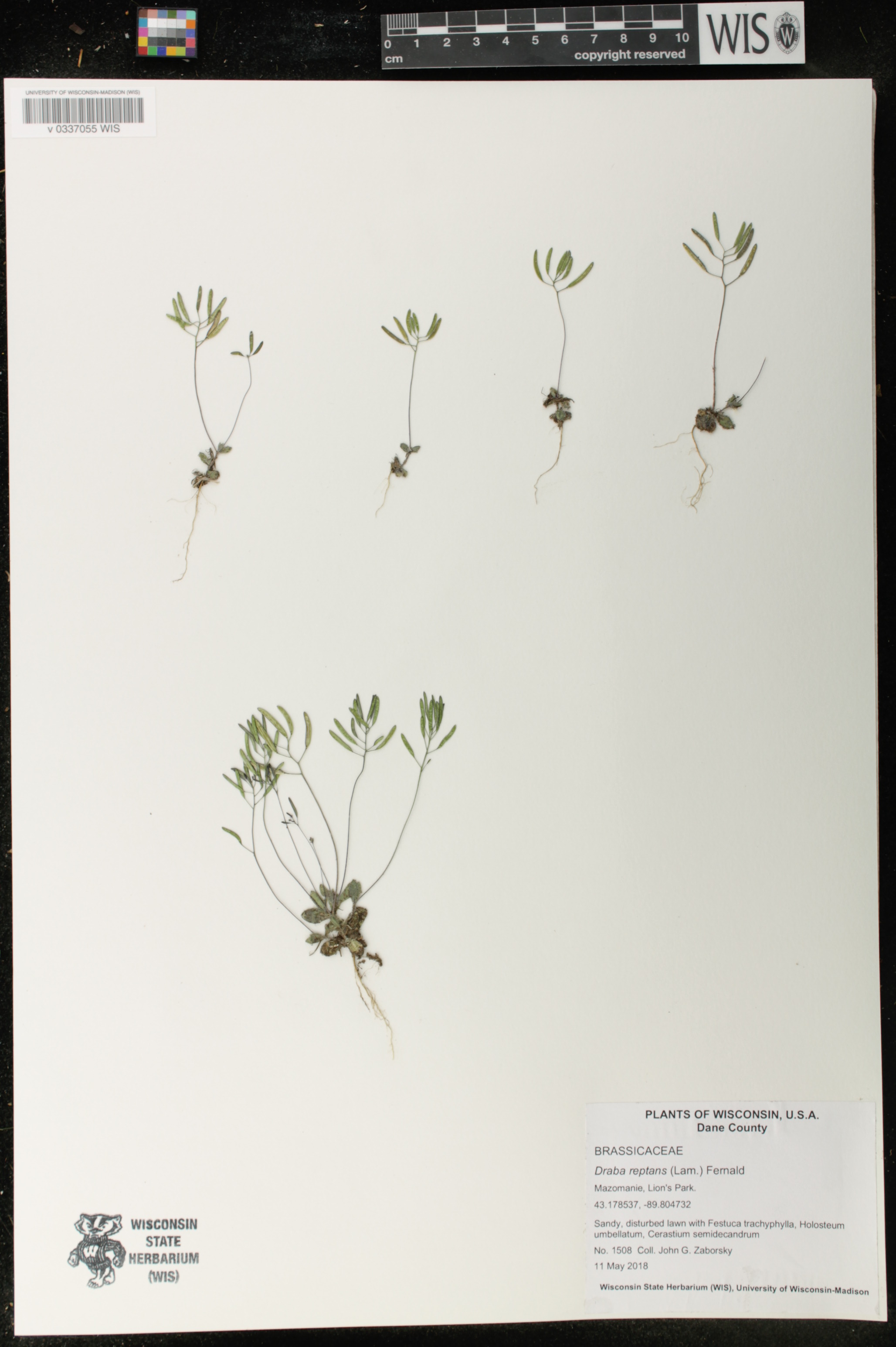Draba reptans image