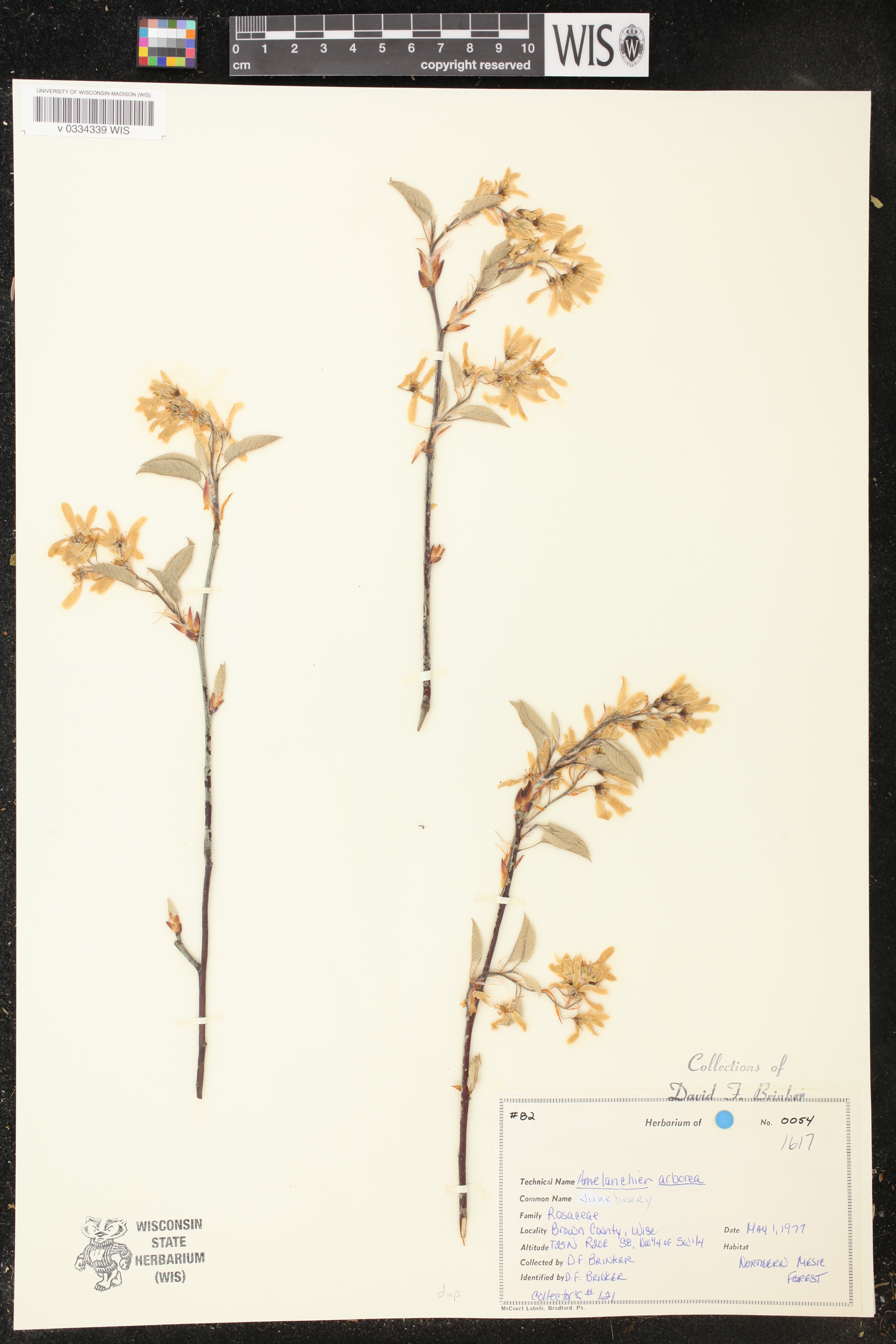 Amelanchier arborea image