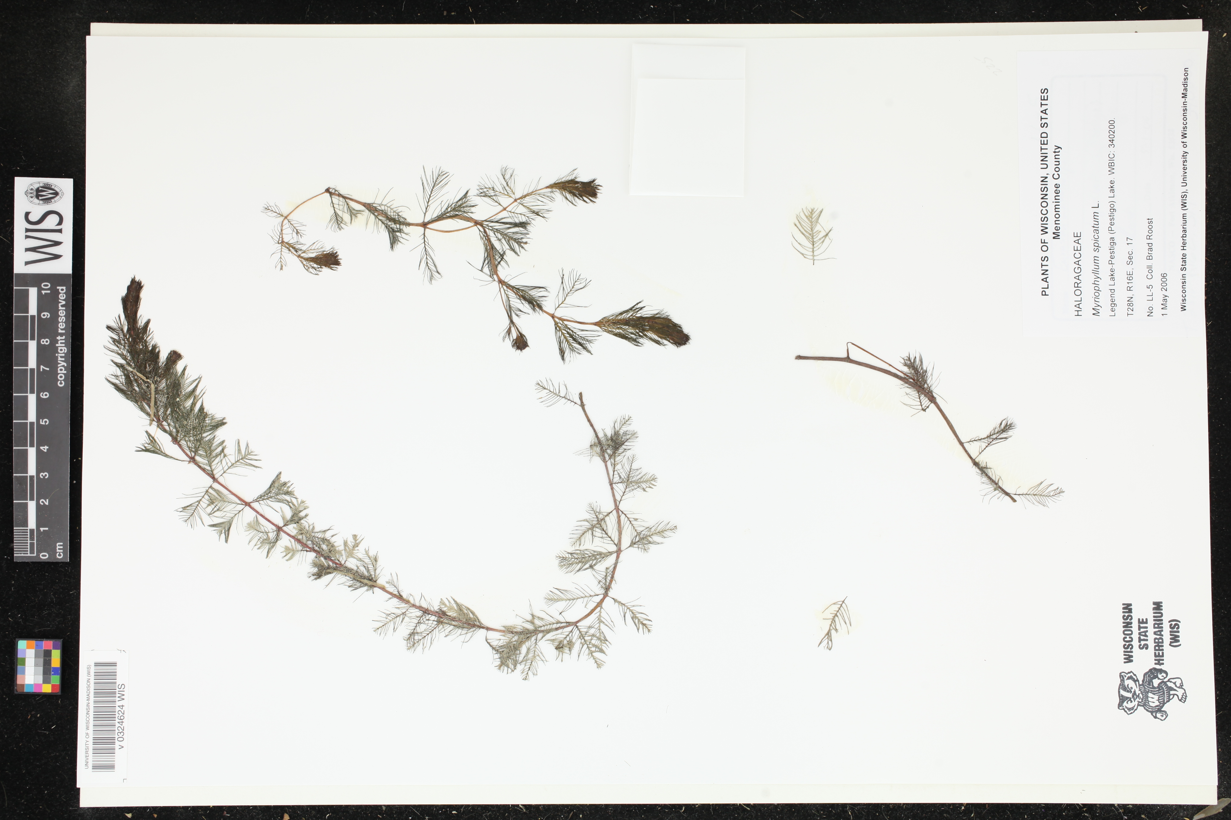 Myriophyllum spicatum image