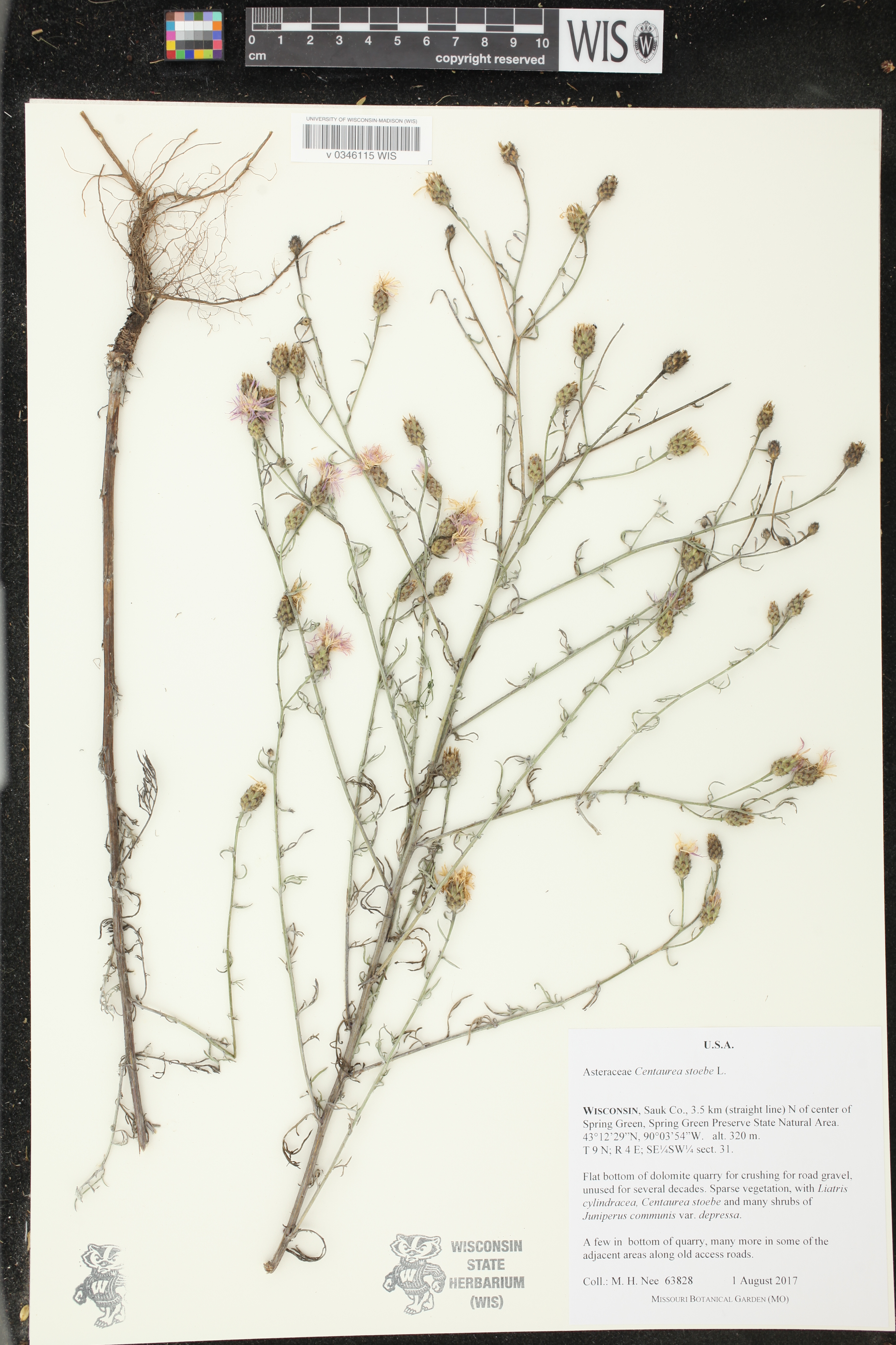 Centaurea stoebe image