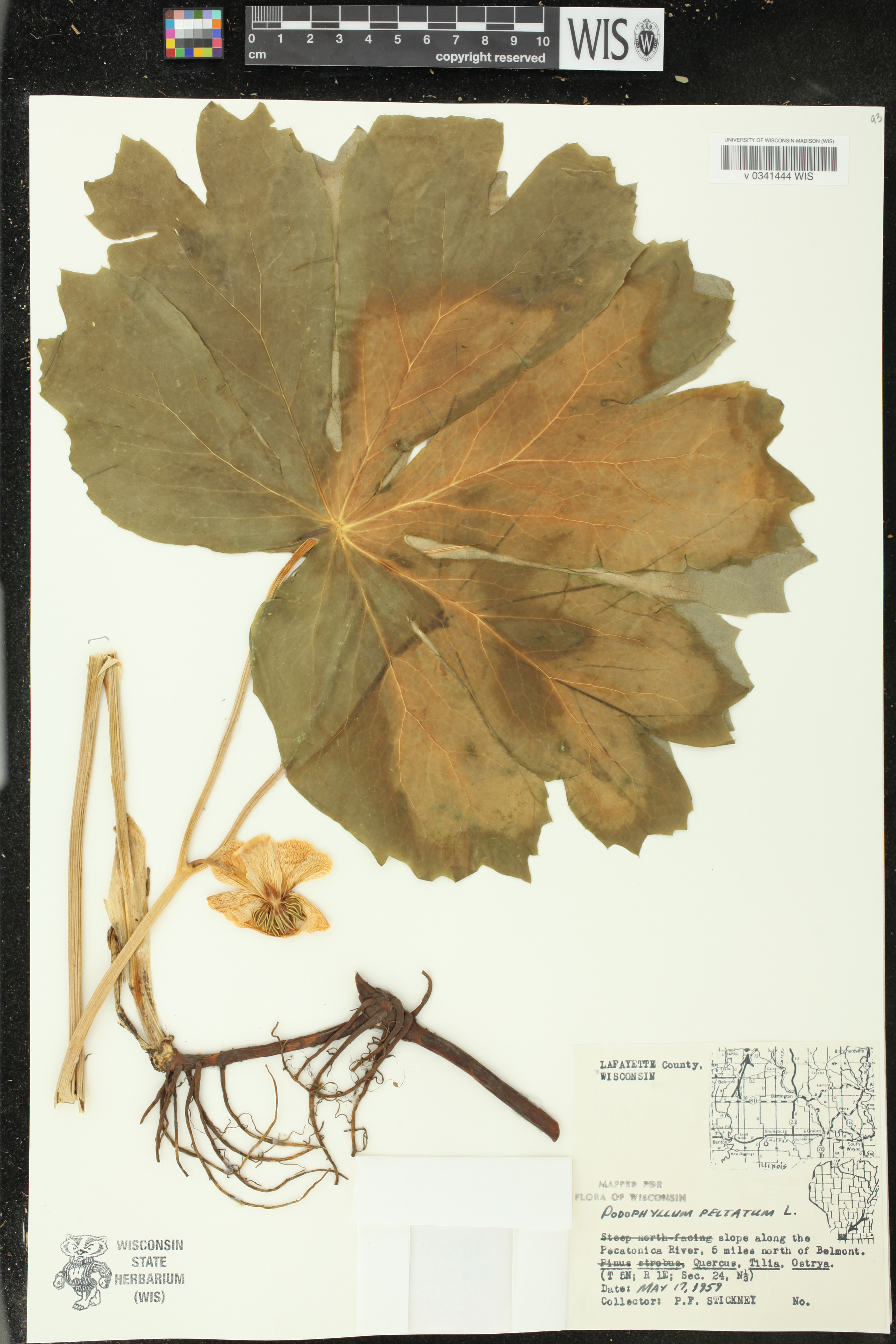 Podophyllum peltatum image