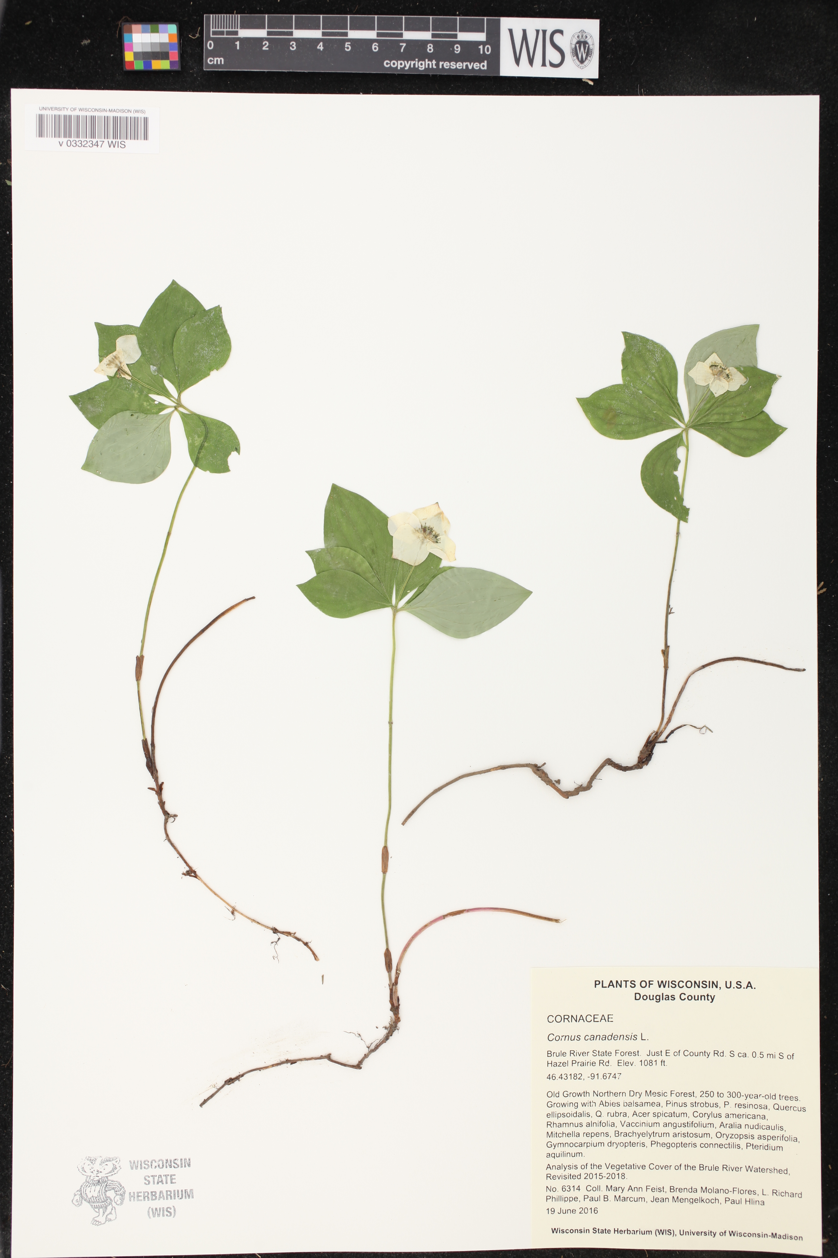 Cornus canadensis image