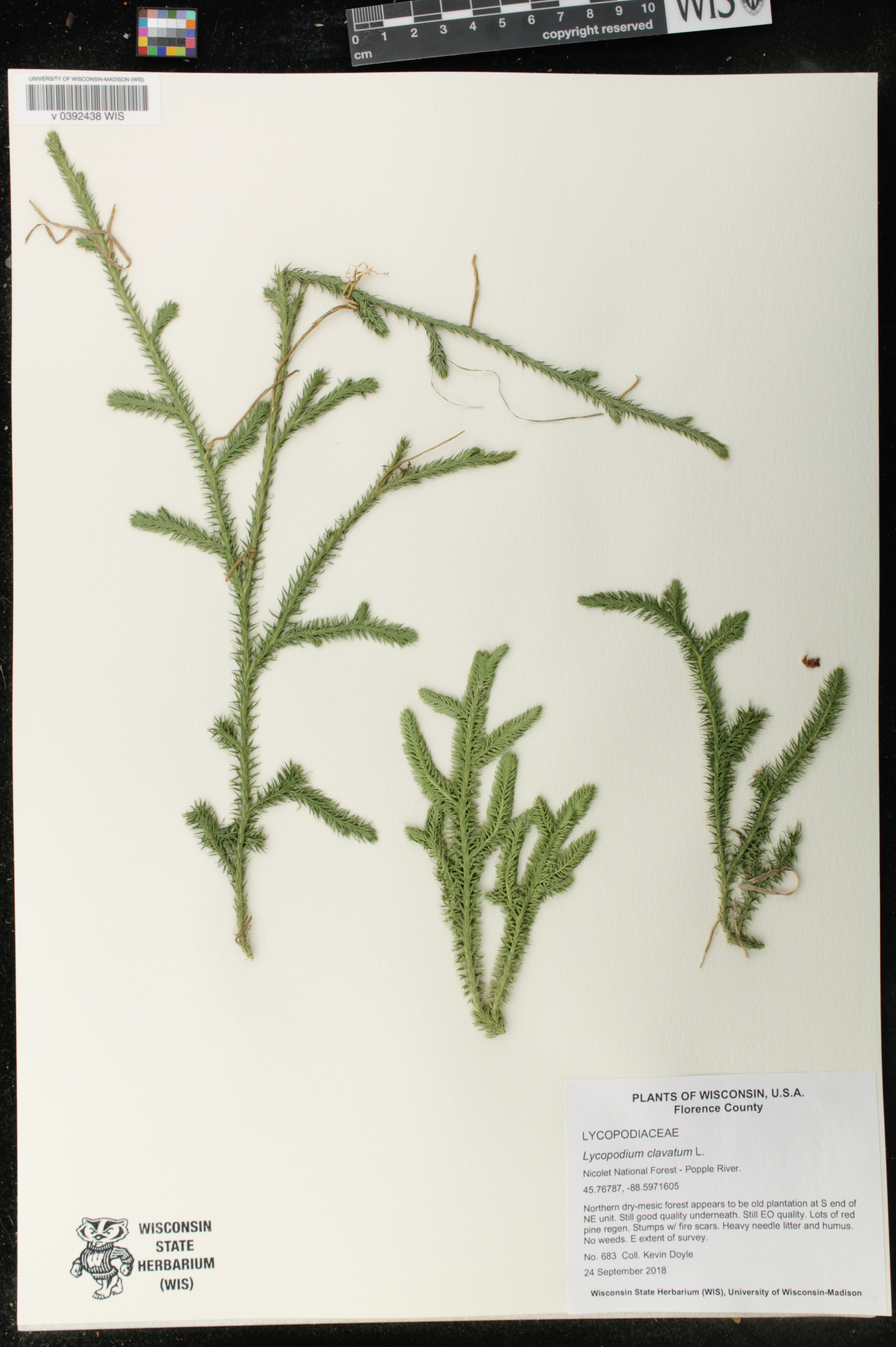 Lycopodium clavatum image
