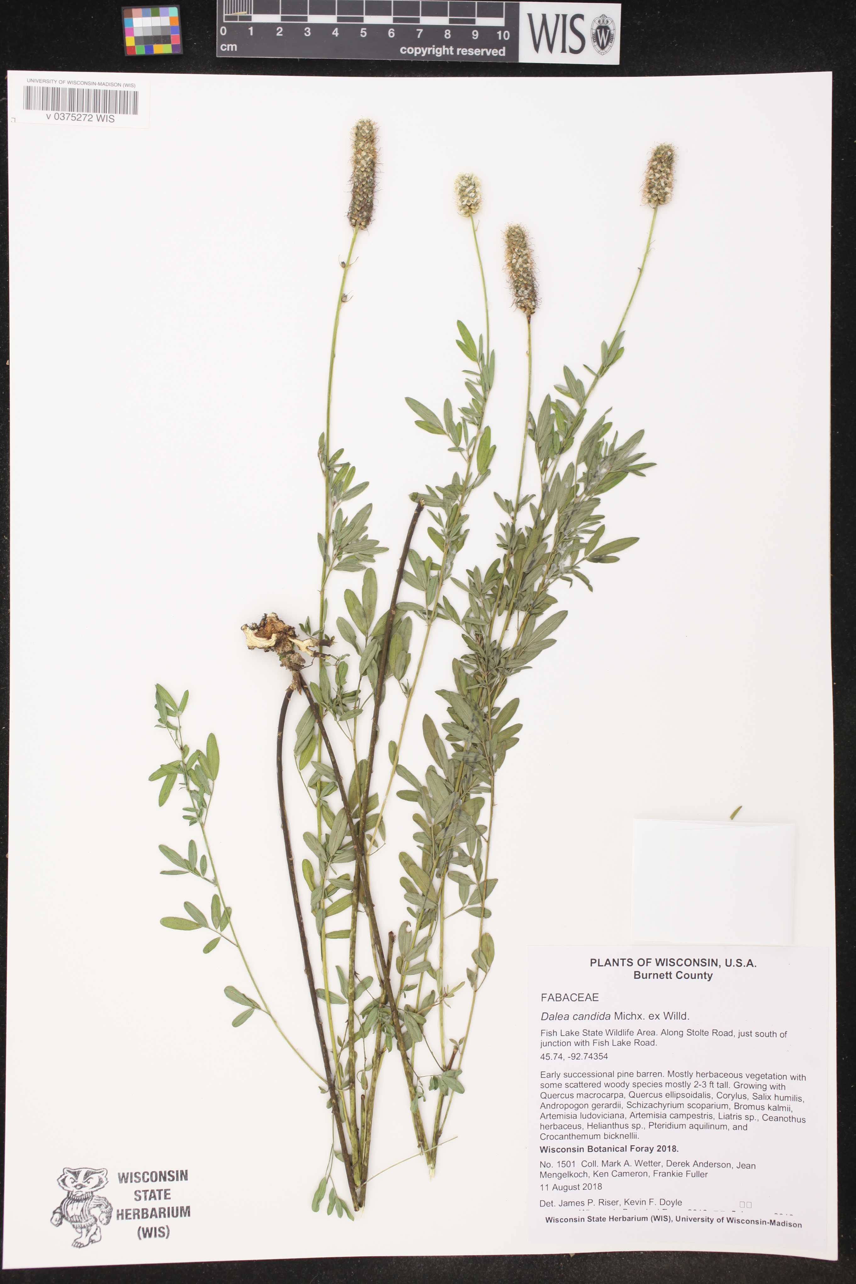 Dalea candida image