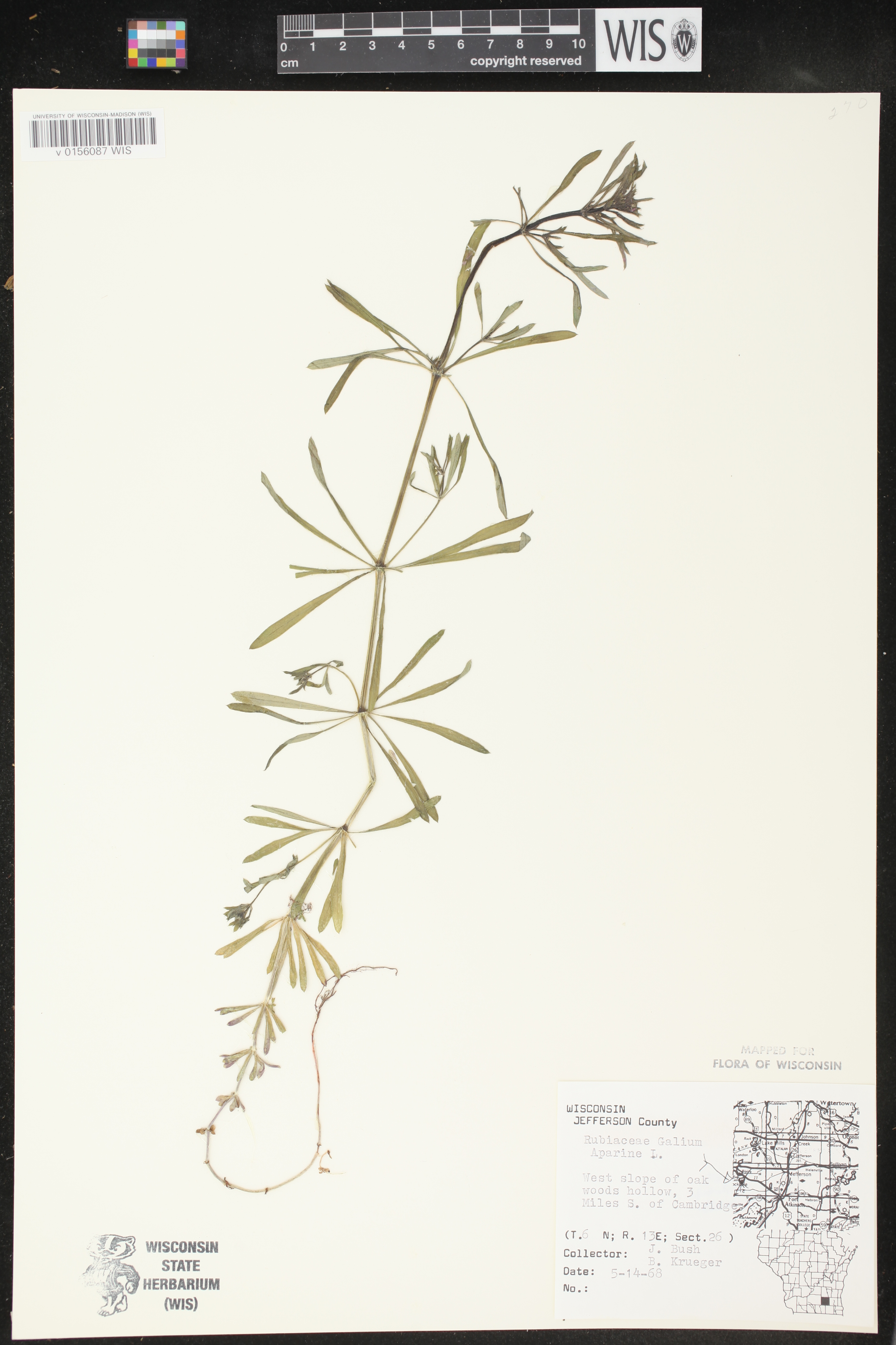 Galium aparine image