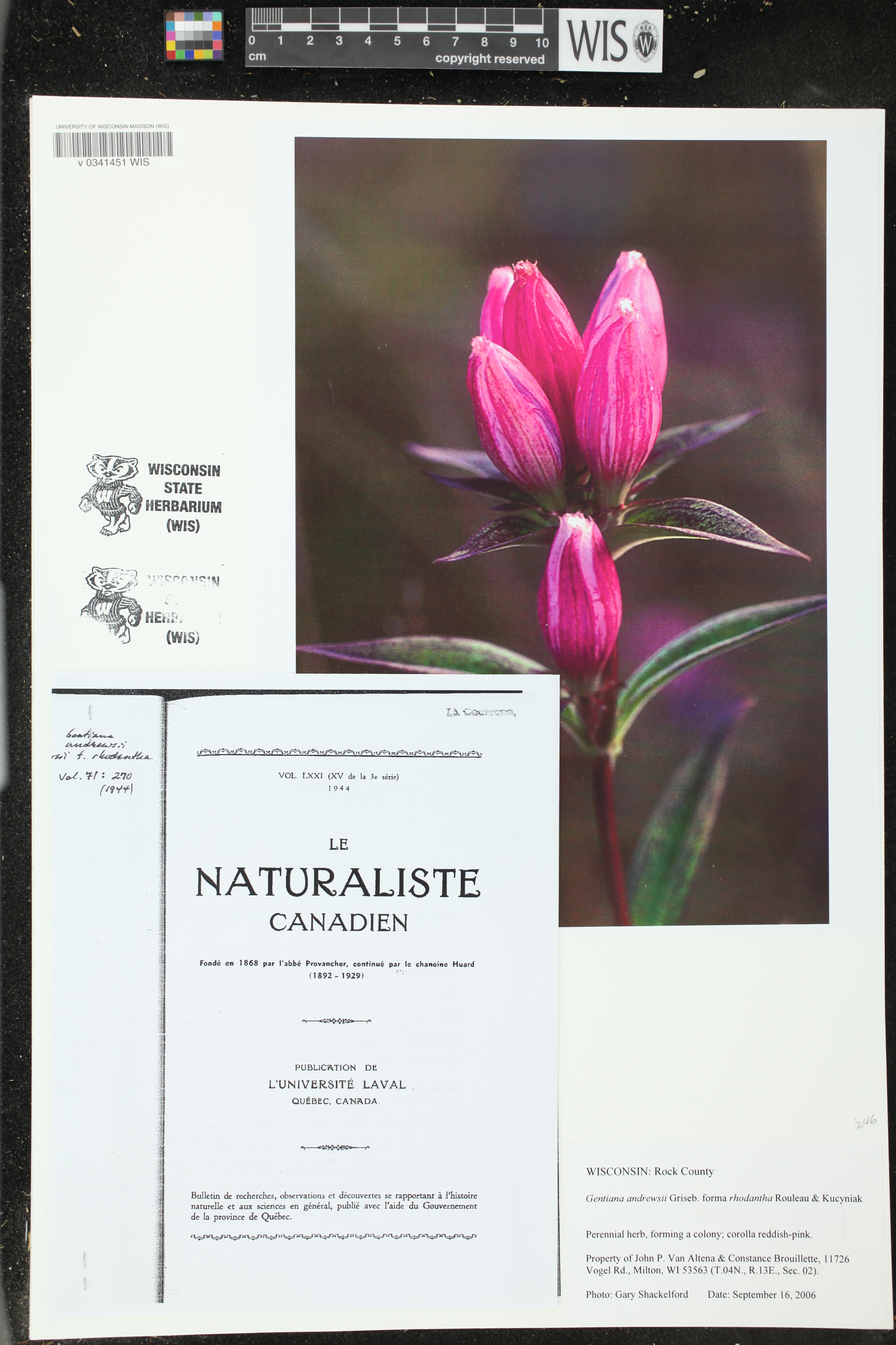 Gentiana andrewsii image