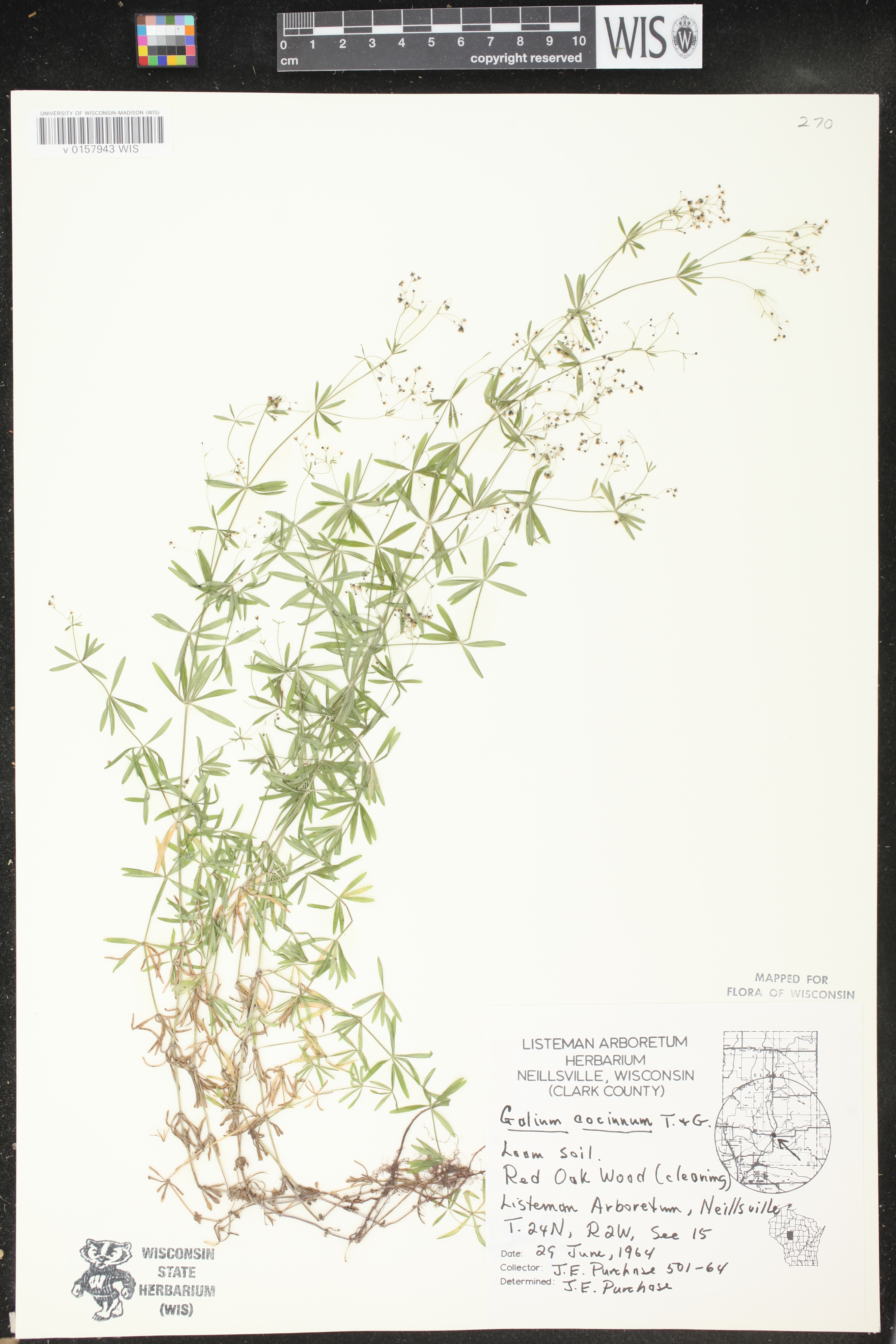 Galium concinnum image