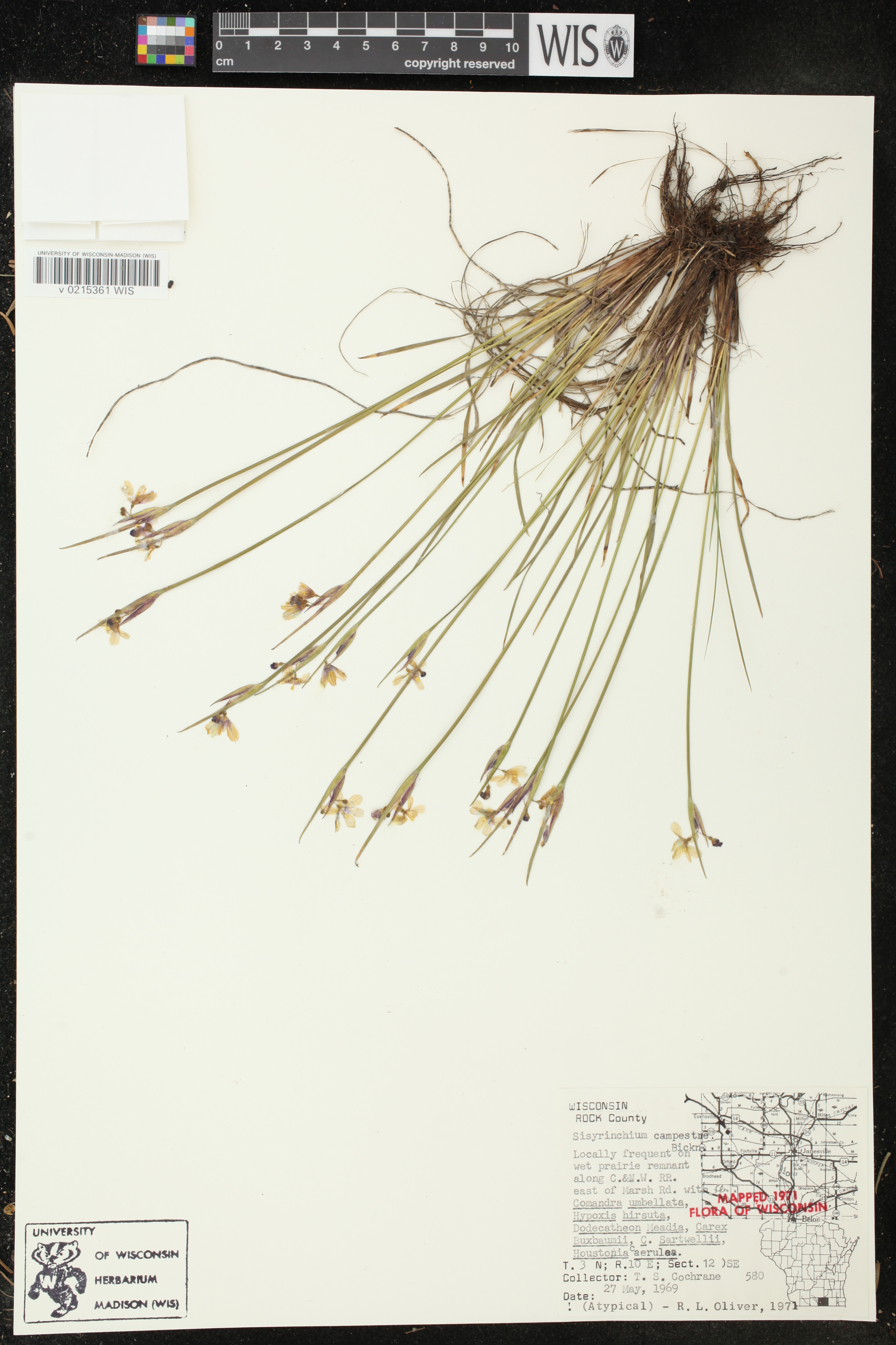 Sisyrinchium campestre image
