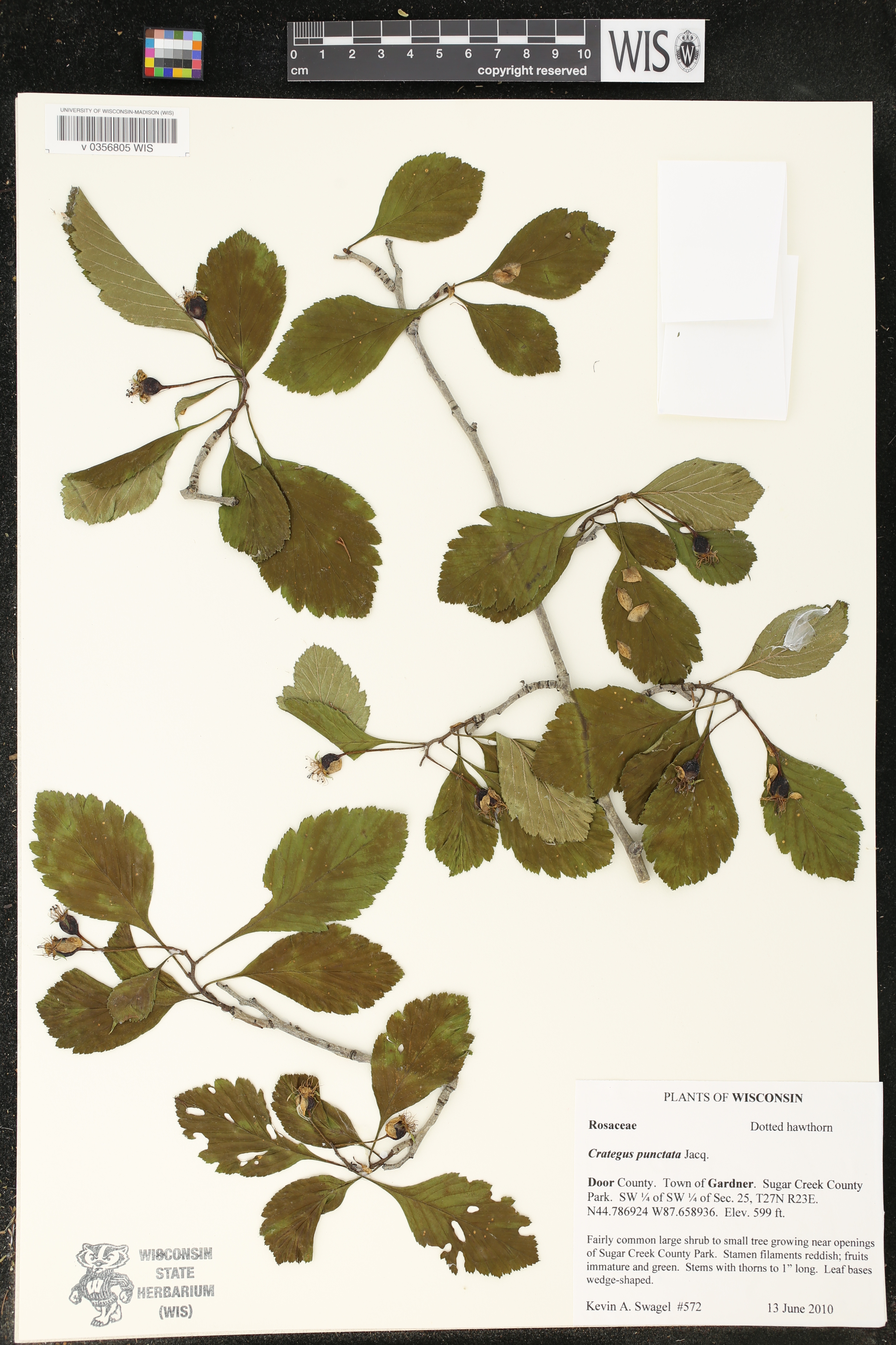 Crataegus punctata image