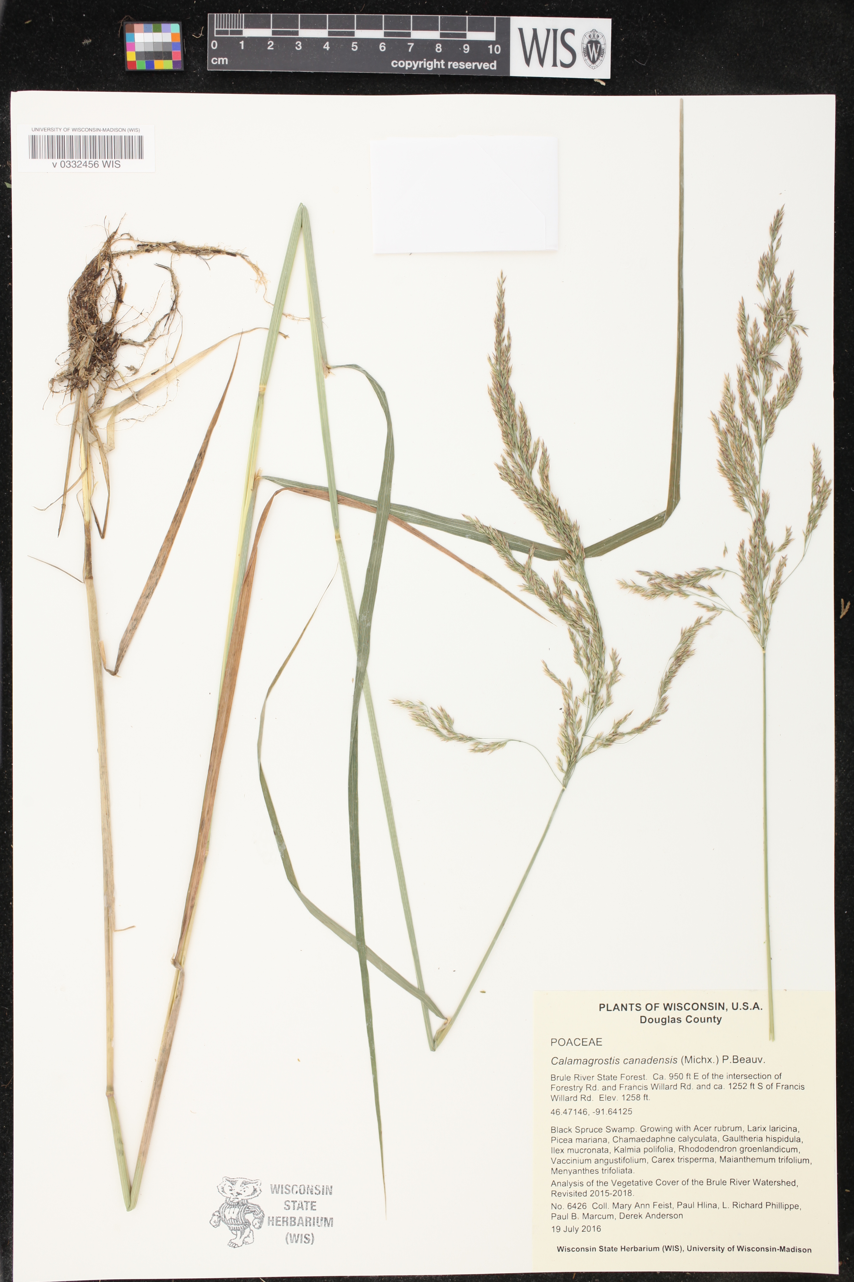 Calamagrostis canadensis image