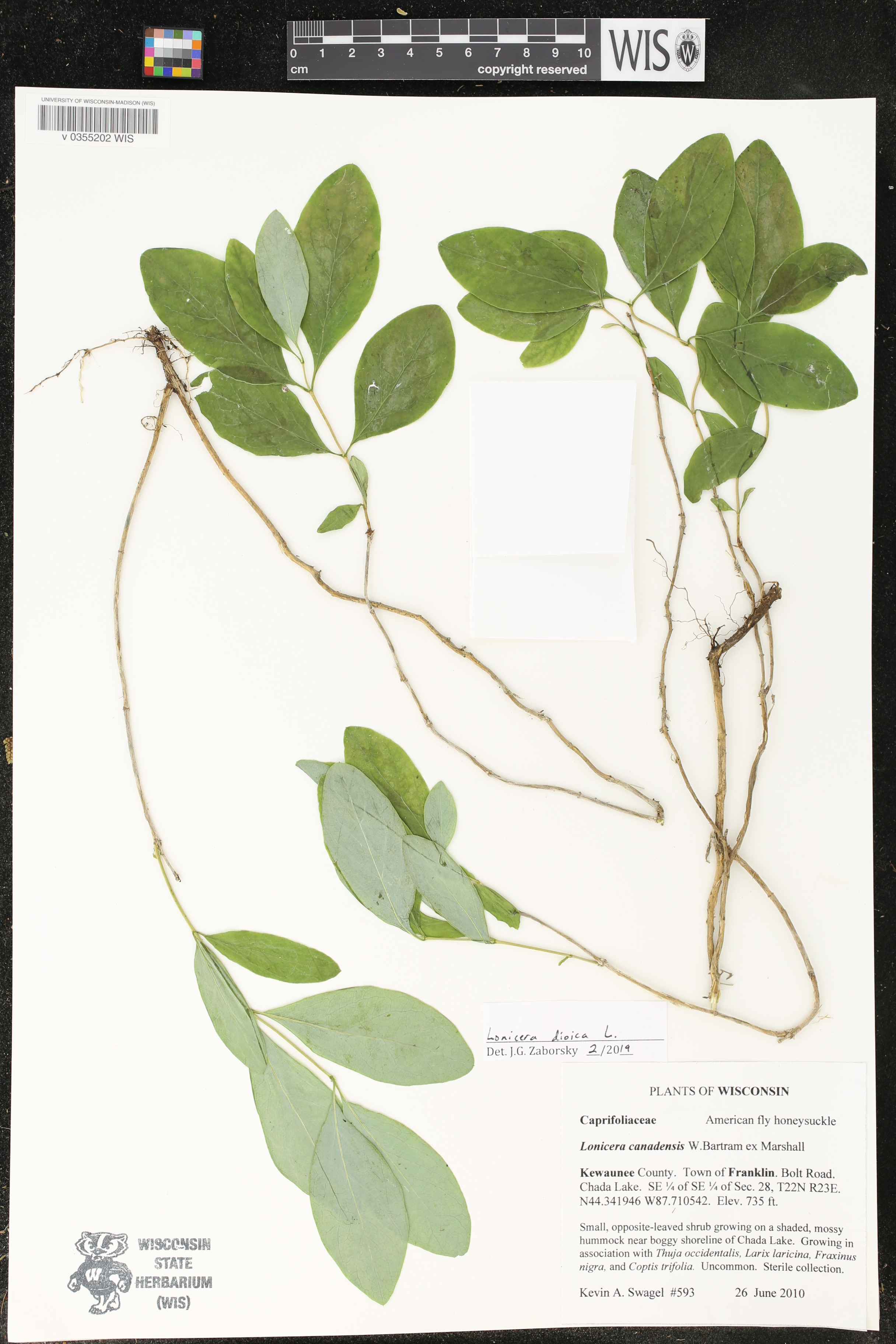 Lonicera dioica image