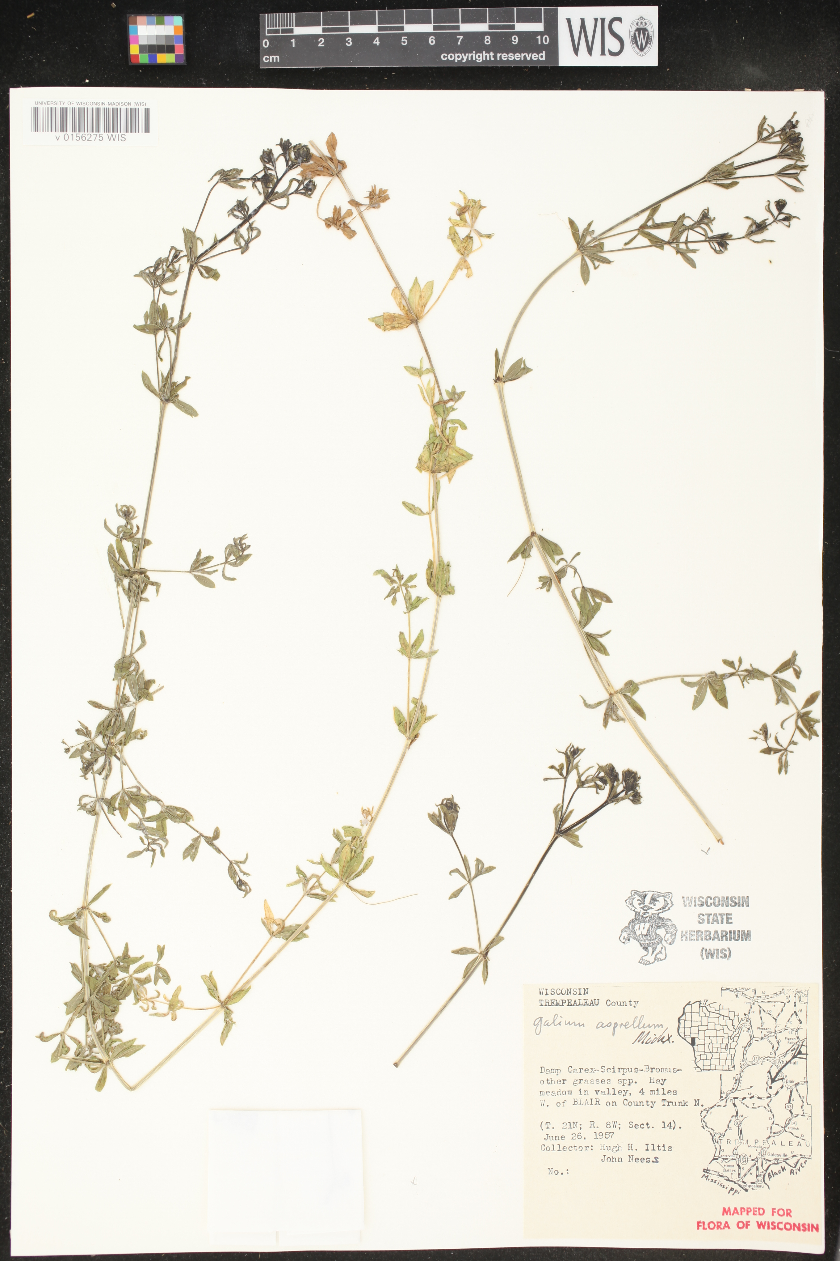 Galium asprellum image