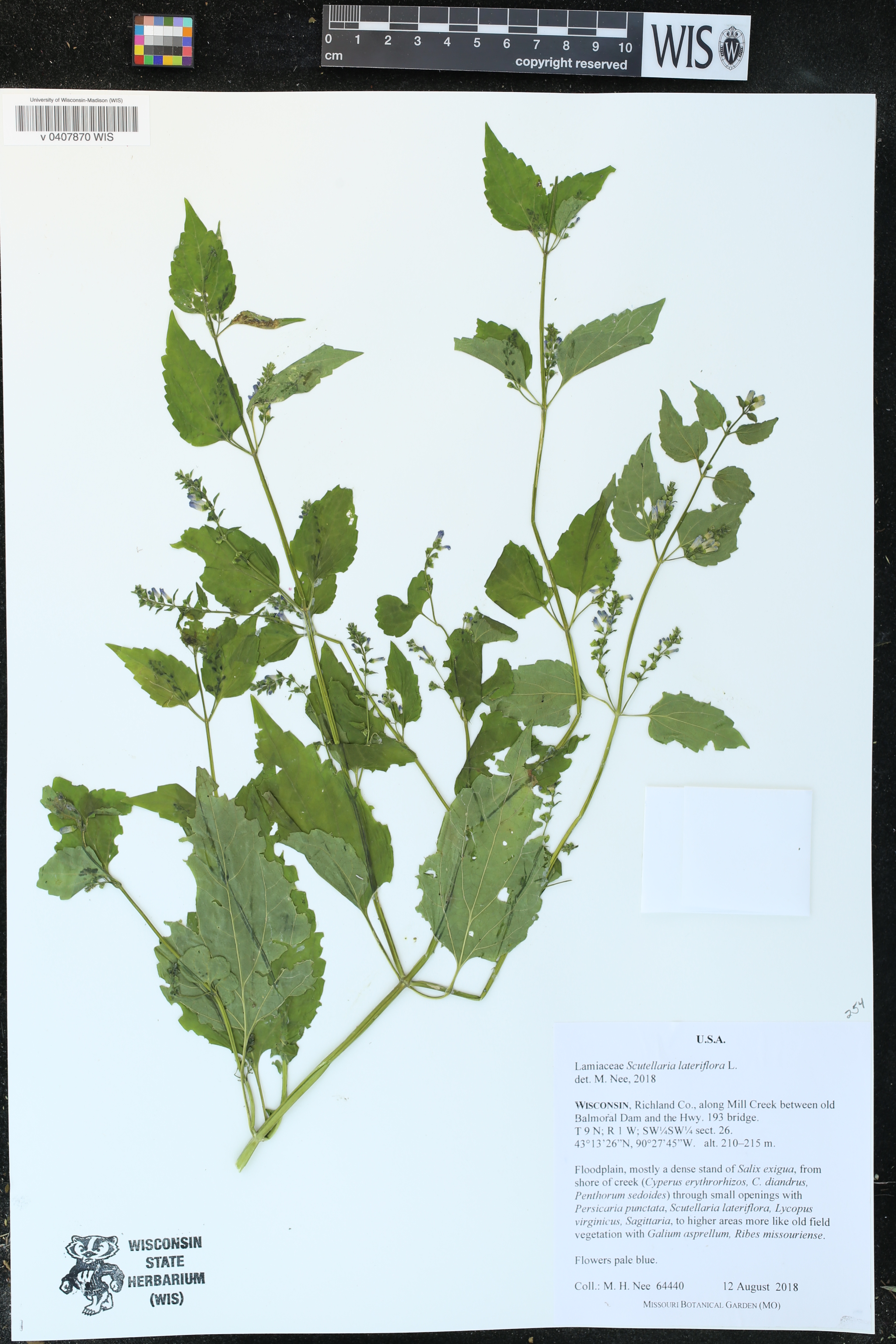 Scutellaria lateriflora image