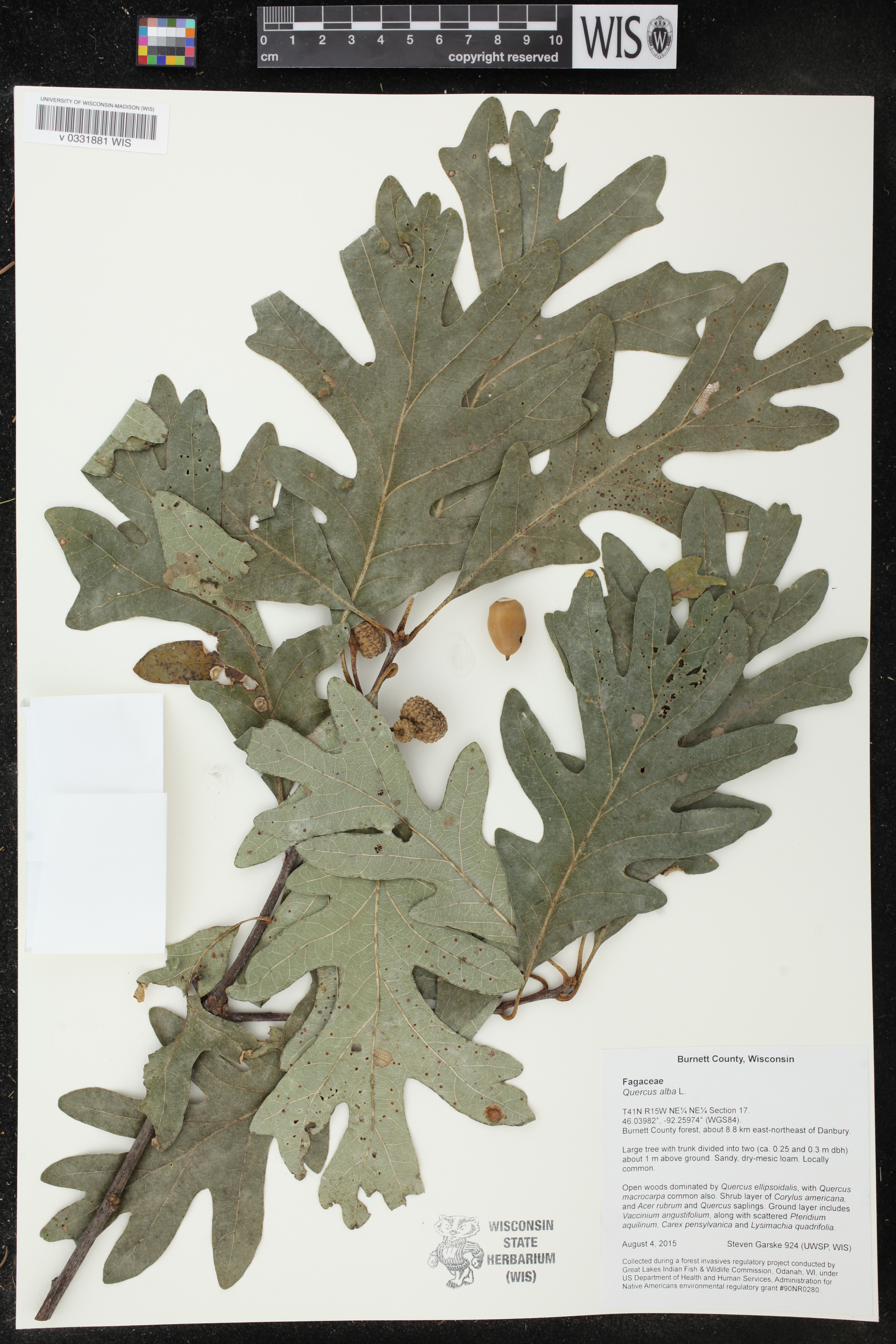 Quercus alba image