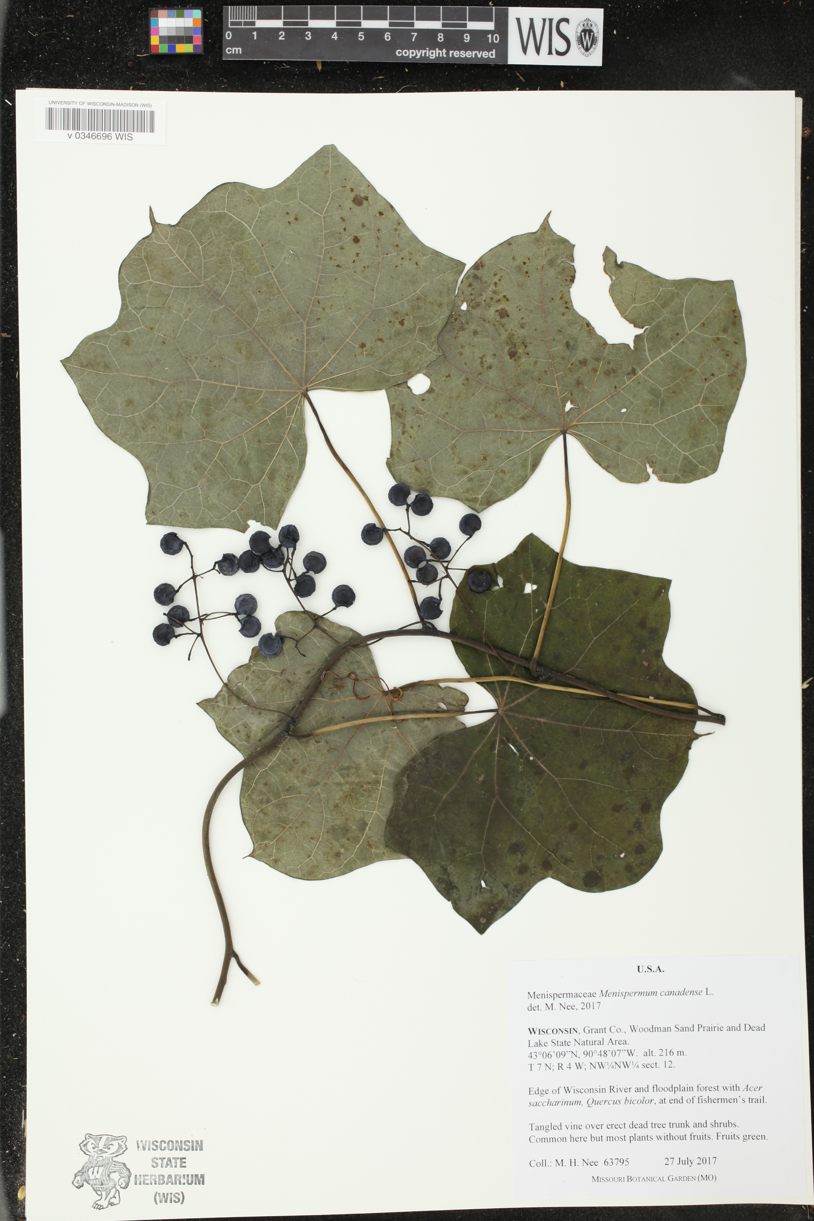 Menispermum canadense image