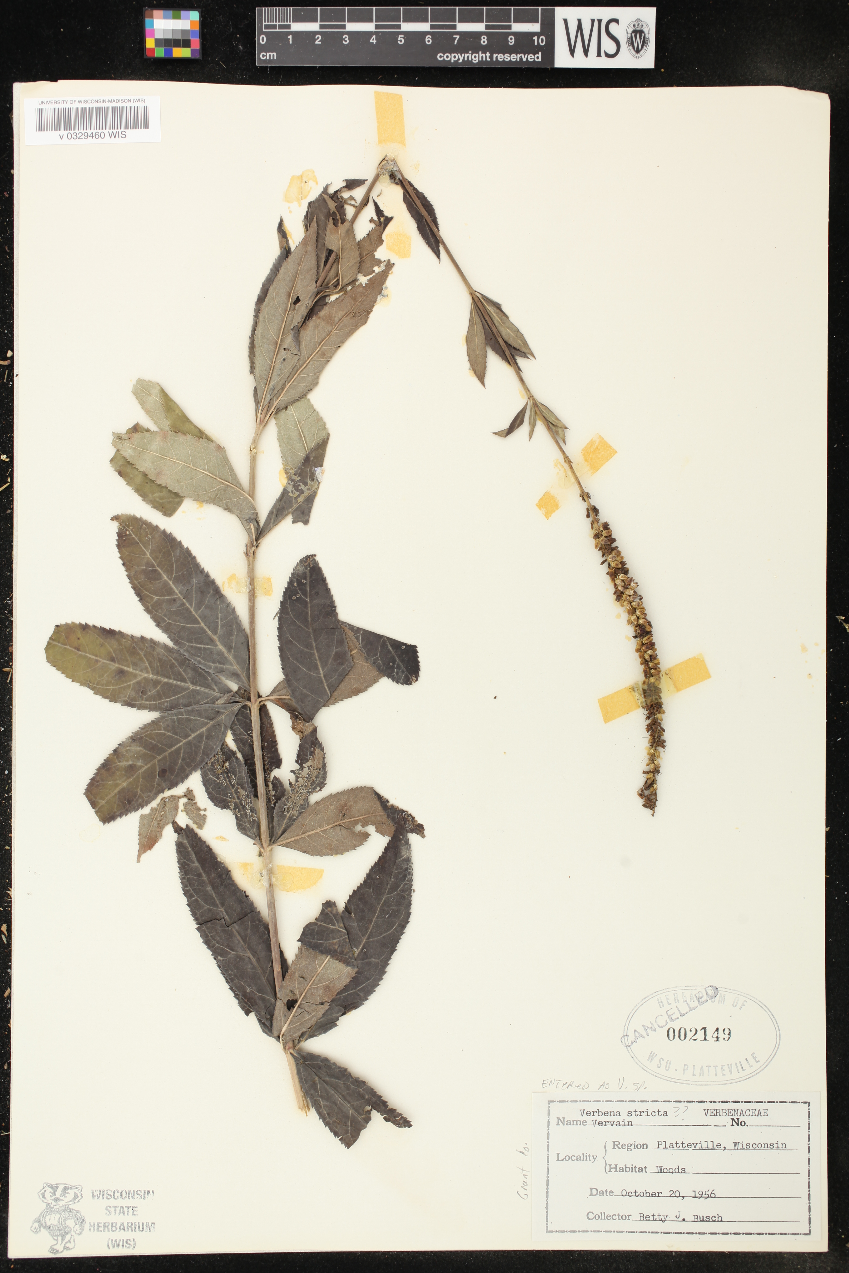 Veronicastrum virginicum image