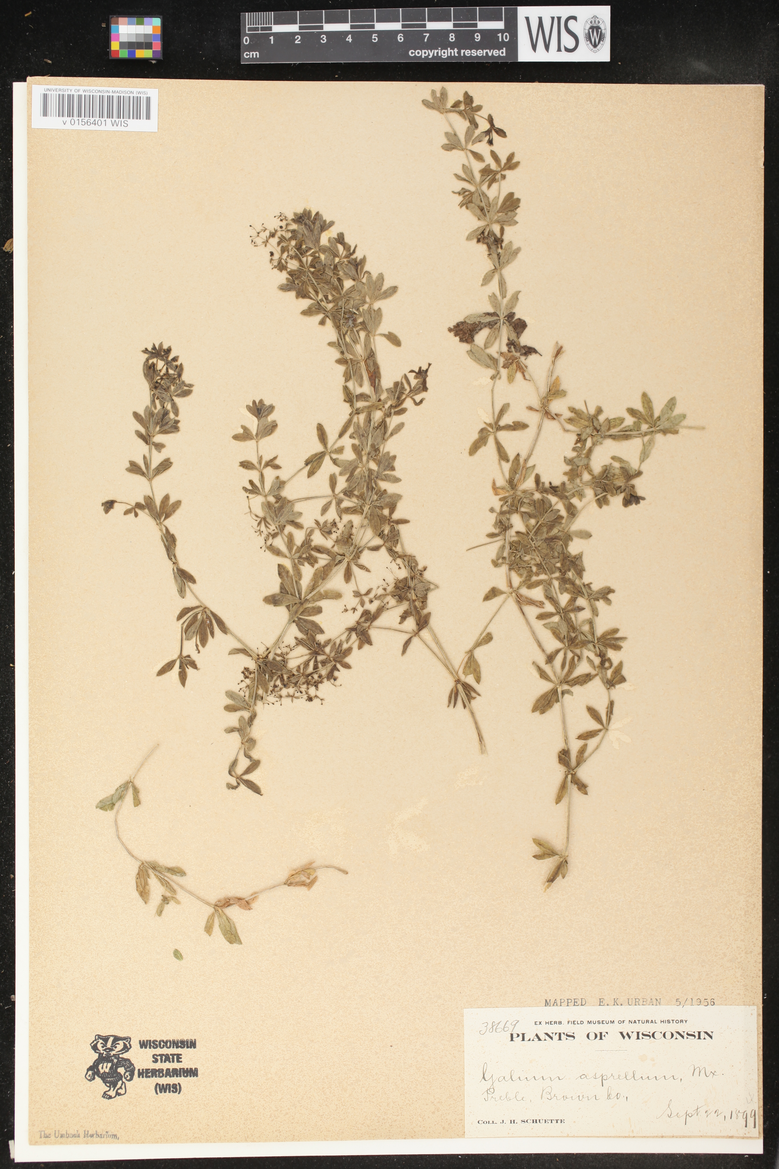 Galium asprellum image