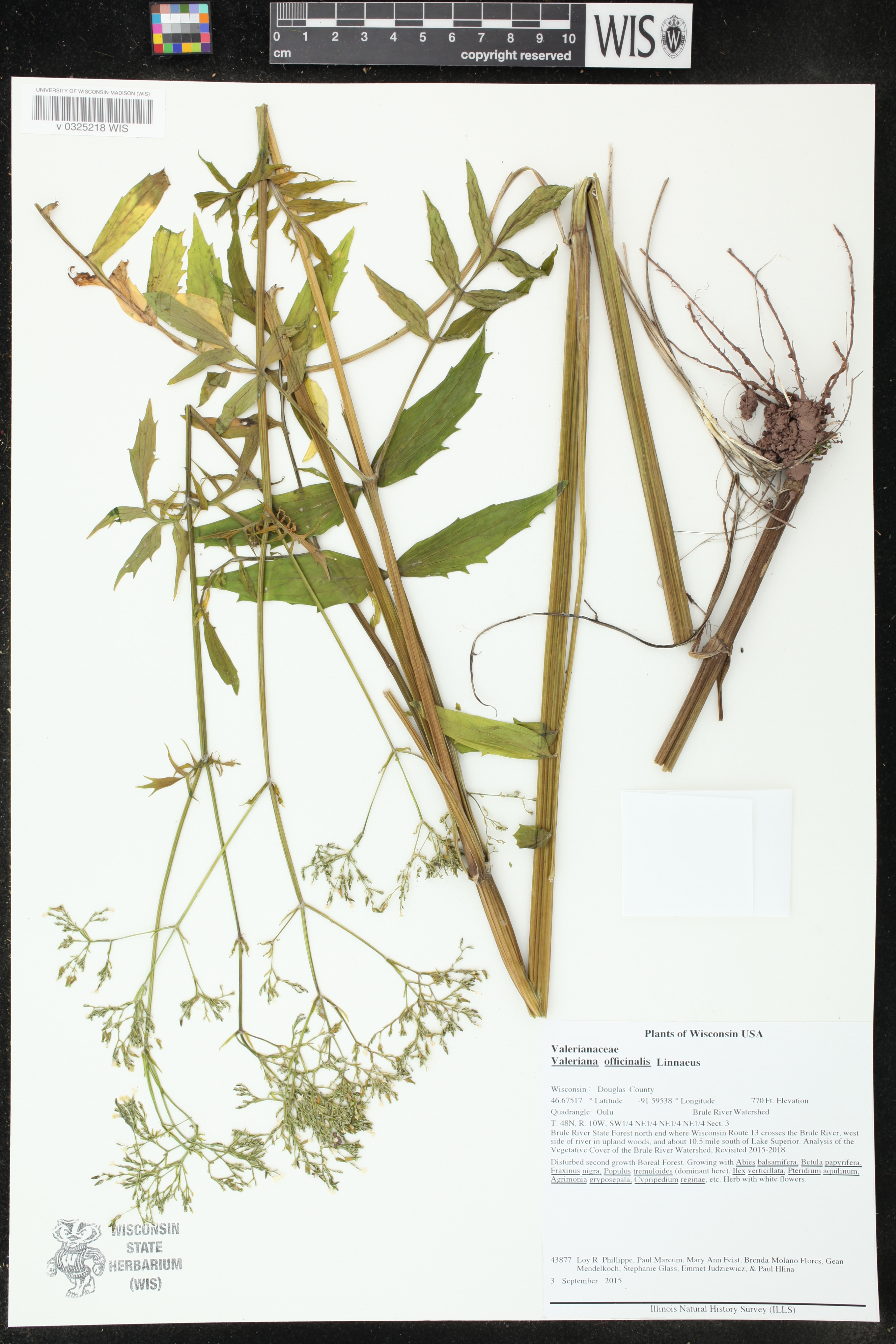 Valeriana officinalis image