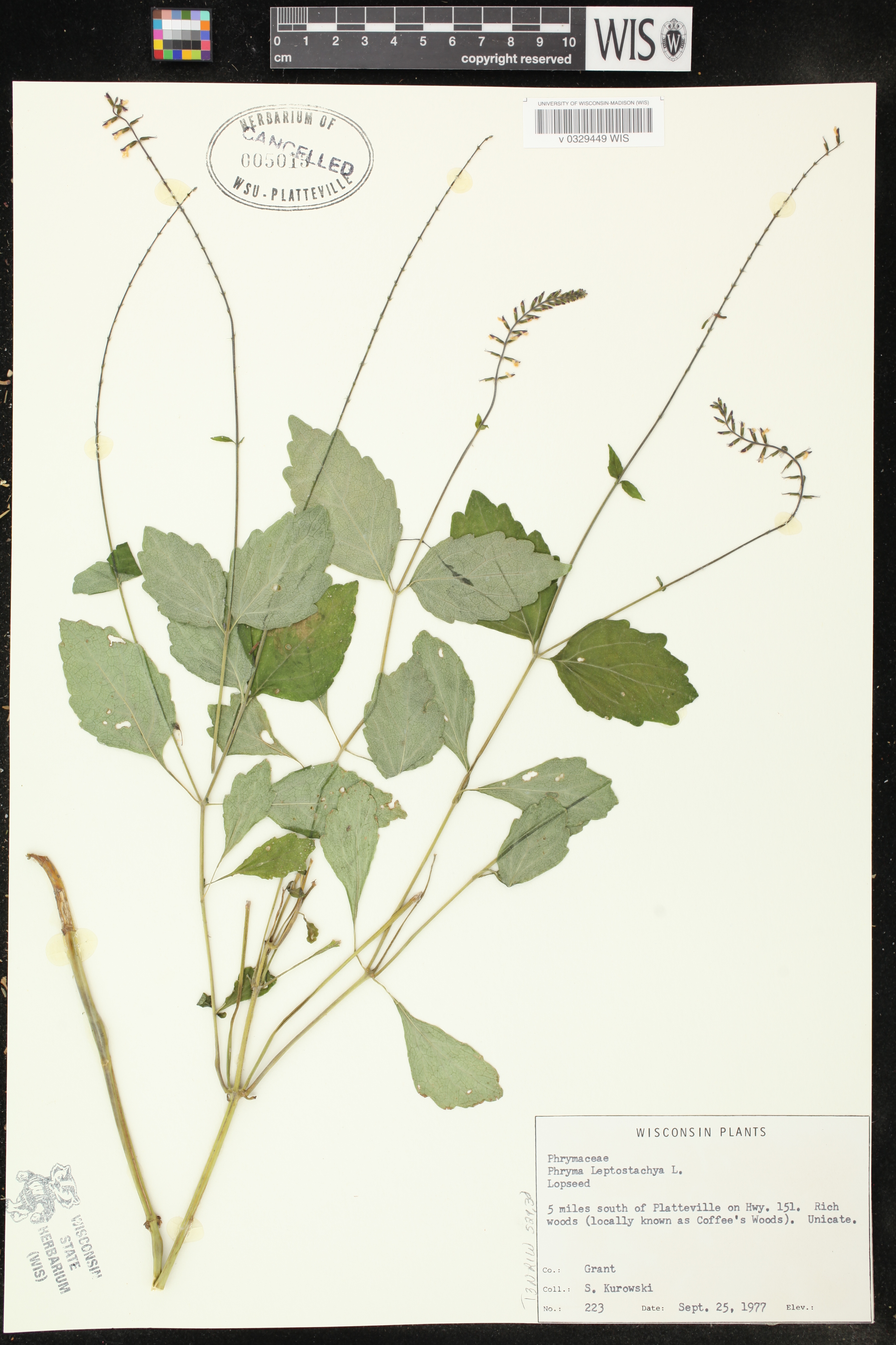 Phryma leptostachya image